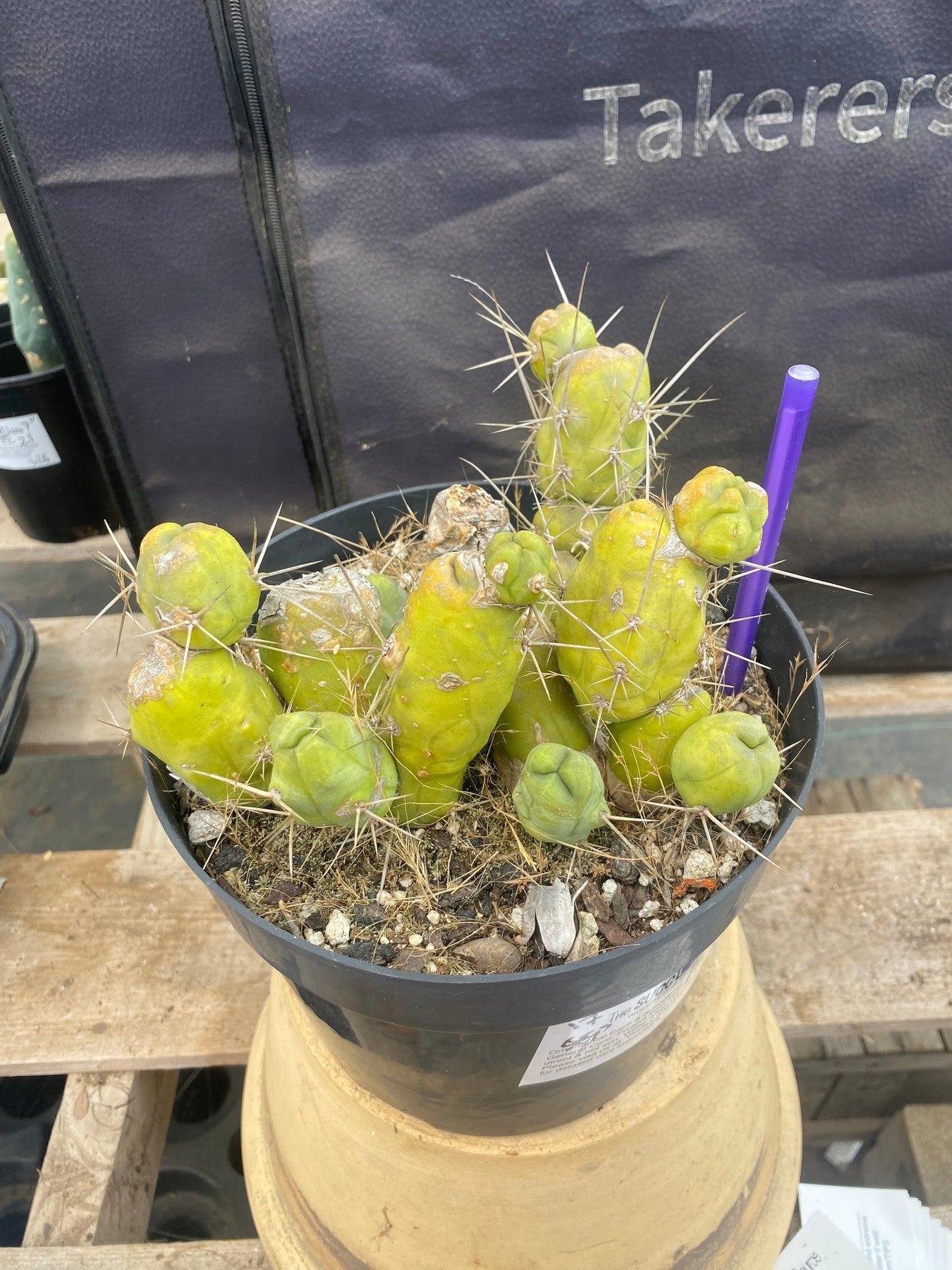 #EC18 EXACT Trichocereus Bridgesii Monstrose TBM Penis Ornamental Cactus-Cactus - Large - Exact-The Succulent Source