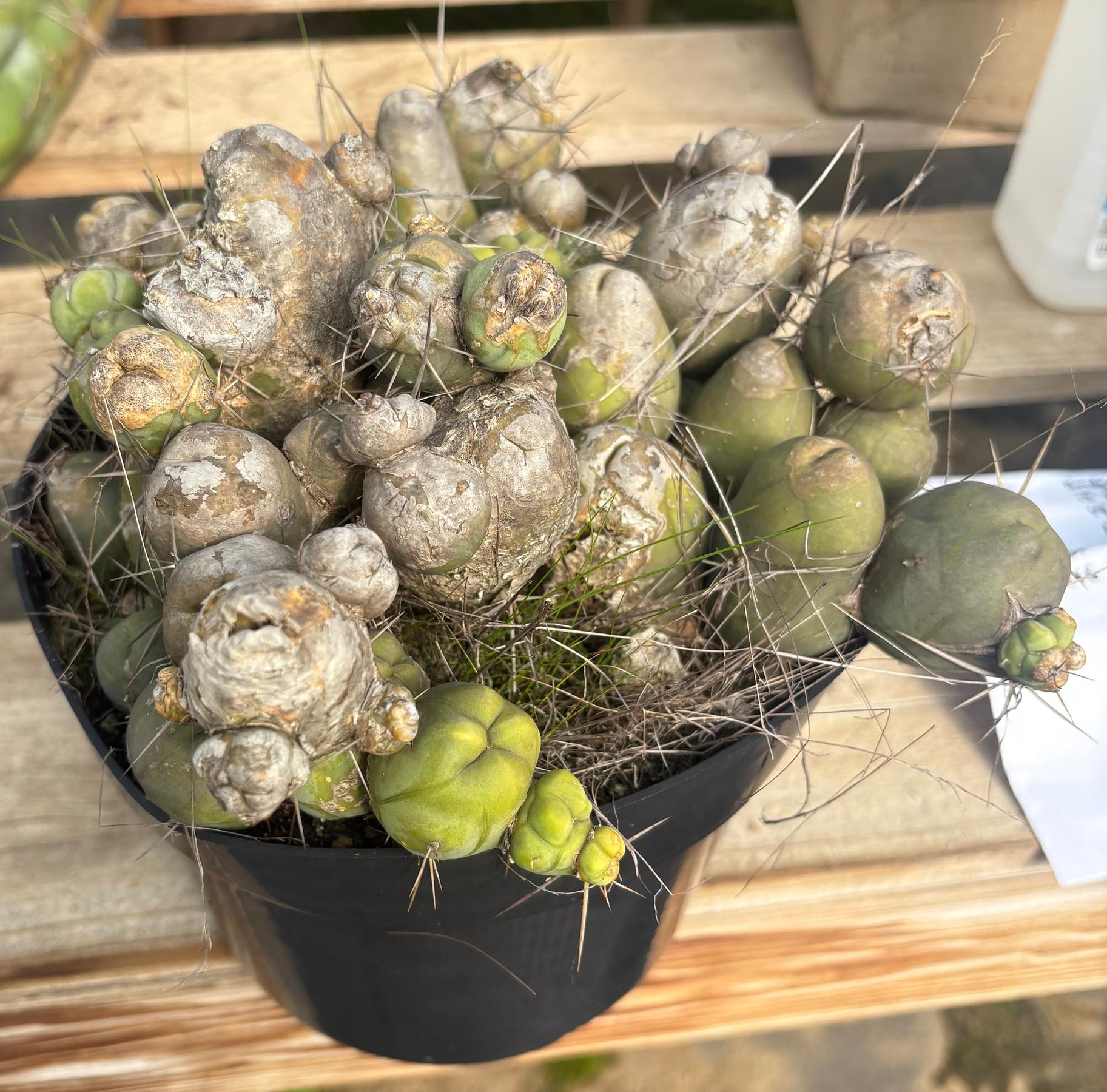 #EC18 EXACT Trichocereus Bridgesii Monstrose TBM Penis Ornamental Cactus LOTS of segments-Cactus - Large - Exact-The Succulent Source