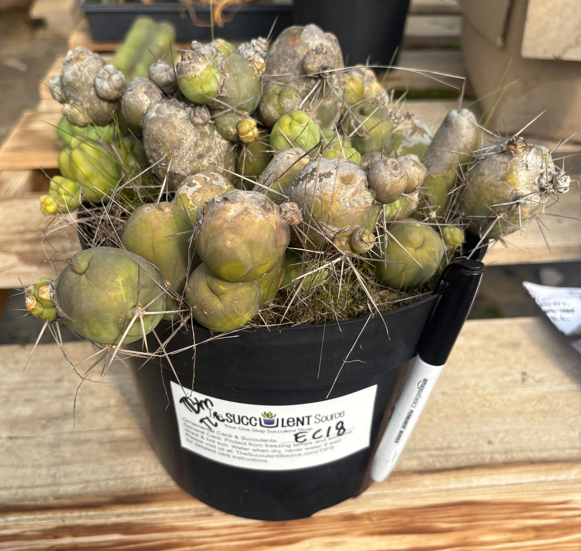 #EC18 EXACT Trichocereus Bridgesii Monstrose TBM Penis Ornamental Cactus LOTS of segments-Cactus - Large - Exact-The Succulent Source