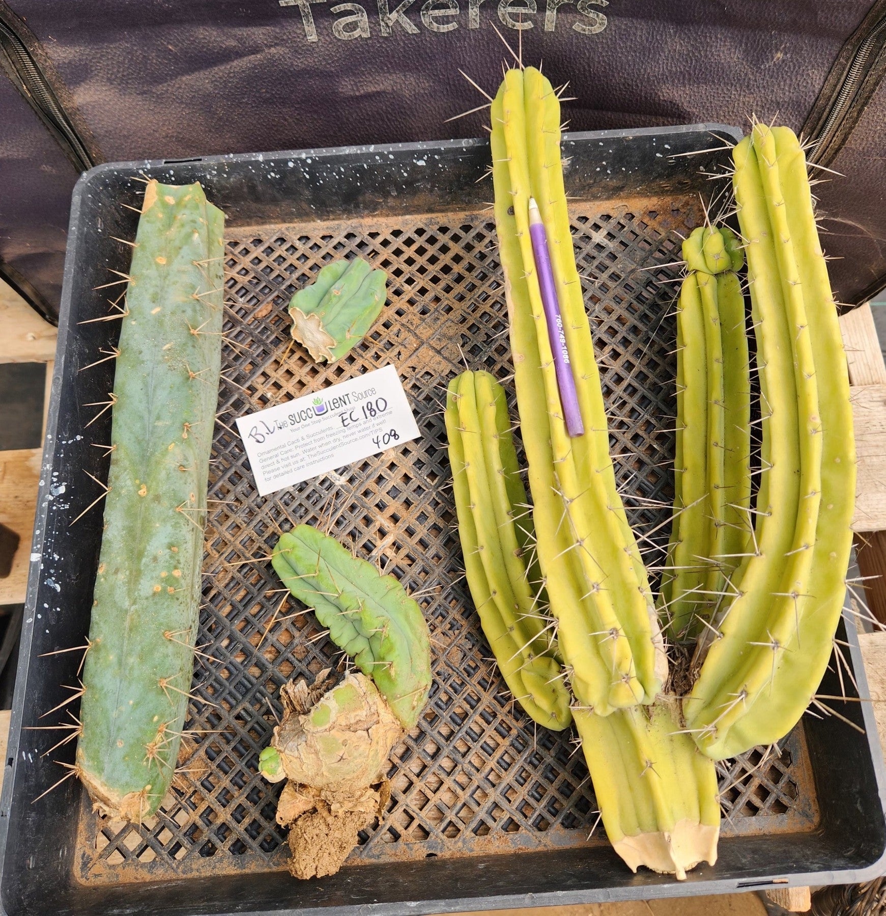 #EC180 EXACT Trichocereus Bridgesii "Jiimz" TLC Ornamental Cactus Cutting Lot-Cactus - Large - Exact-The Succulent Source