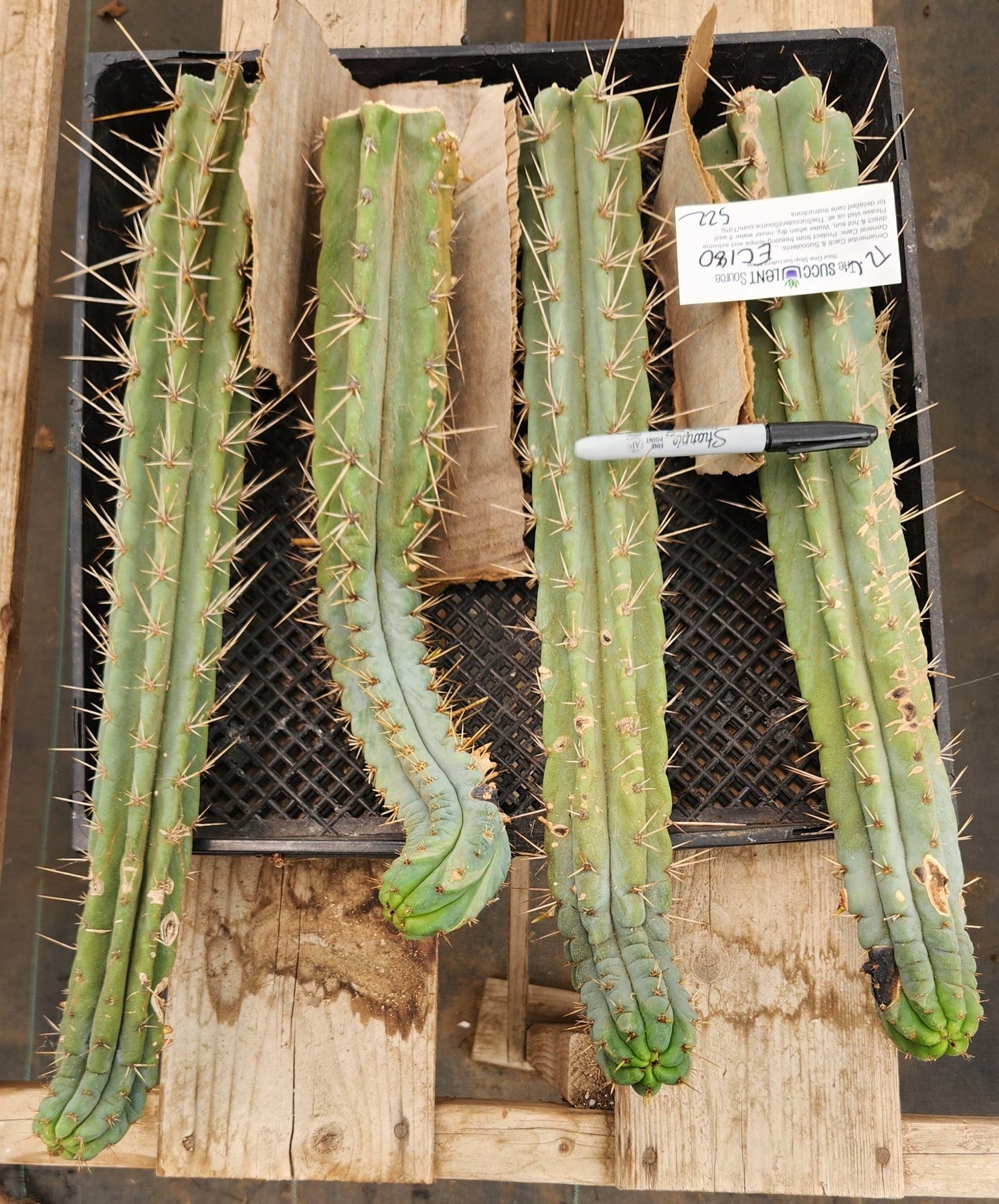 #EC180 EXACT Trichocereus Bridgesoid "SunSpine" TLC Ornamental Cactus Cutting Lot-Cactus - Large - Exact-The Succulent Source