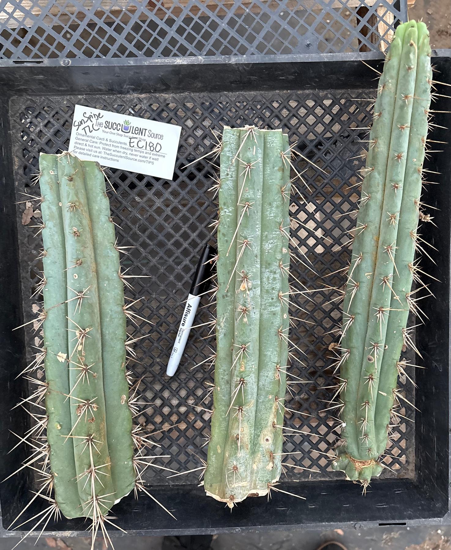 #EC180 EXACT Trichocereus Bridgesoid "SunSpine" TLC Ornamental Cactus Cutting Lot-Cactus - Large - Exact-The Succulent Source