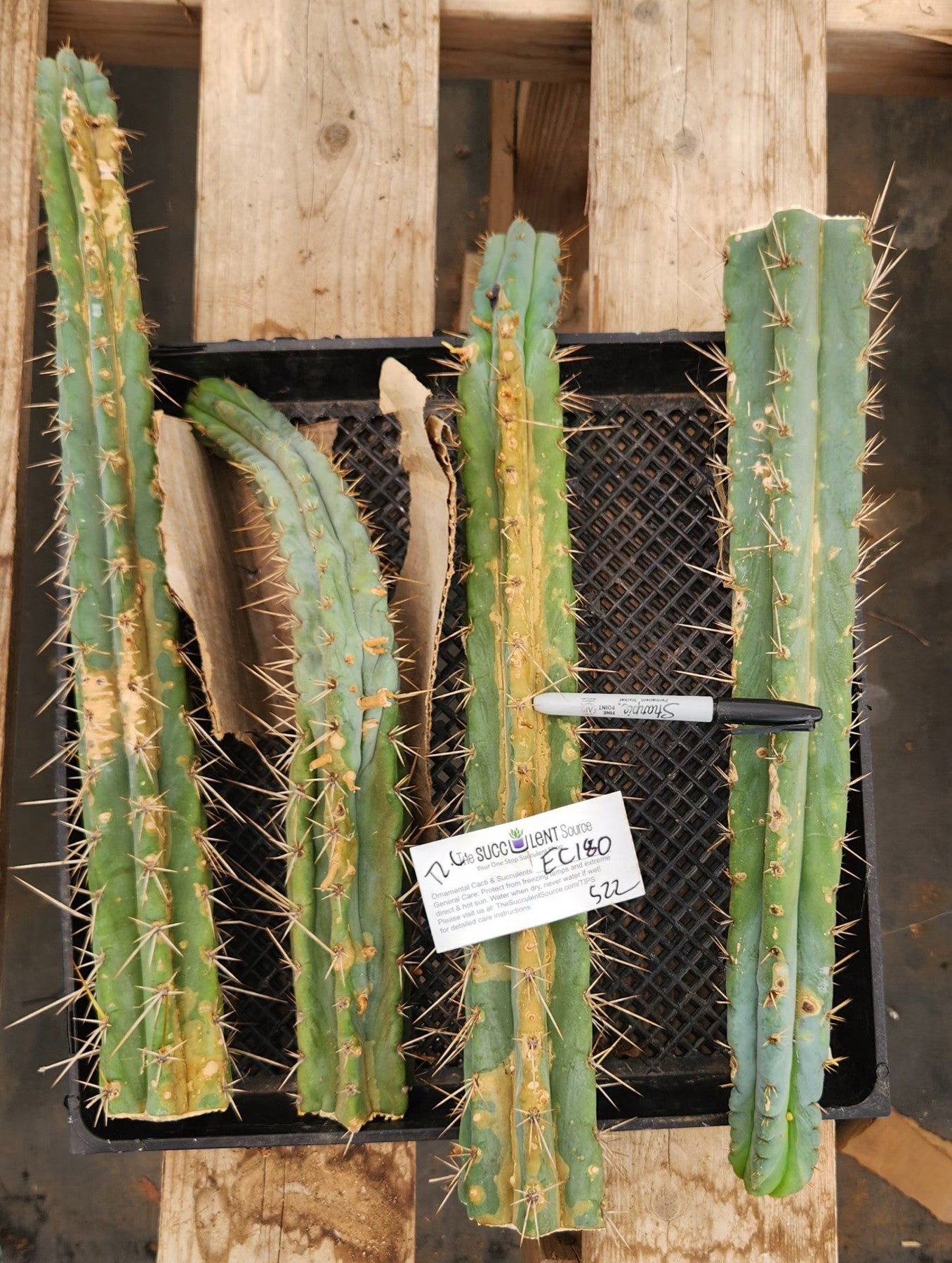 #EC180 EXACT Trichocereus Bridgesoid "SunSpine" TLC Ornamental Cactus Cutting Lot-Cactus - Large - Exact-The Succulent Source
