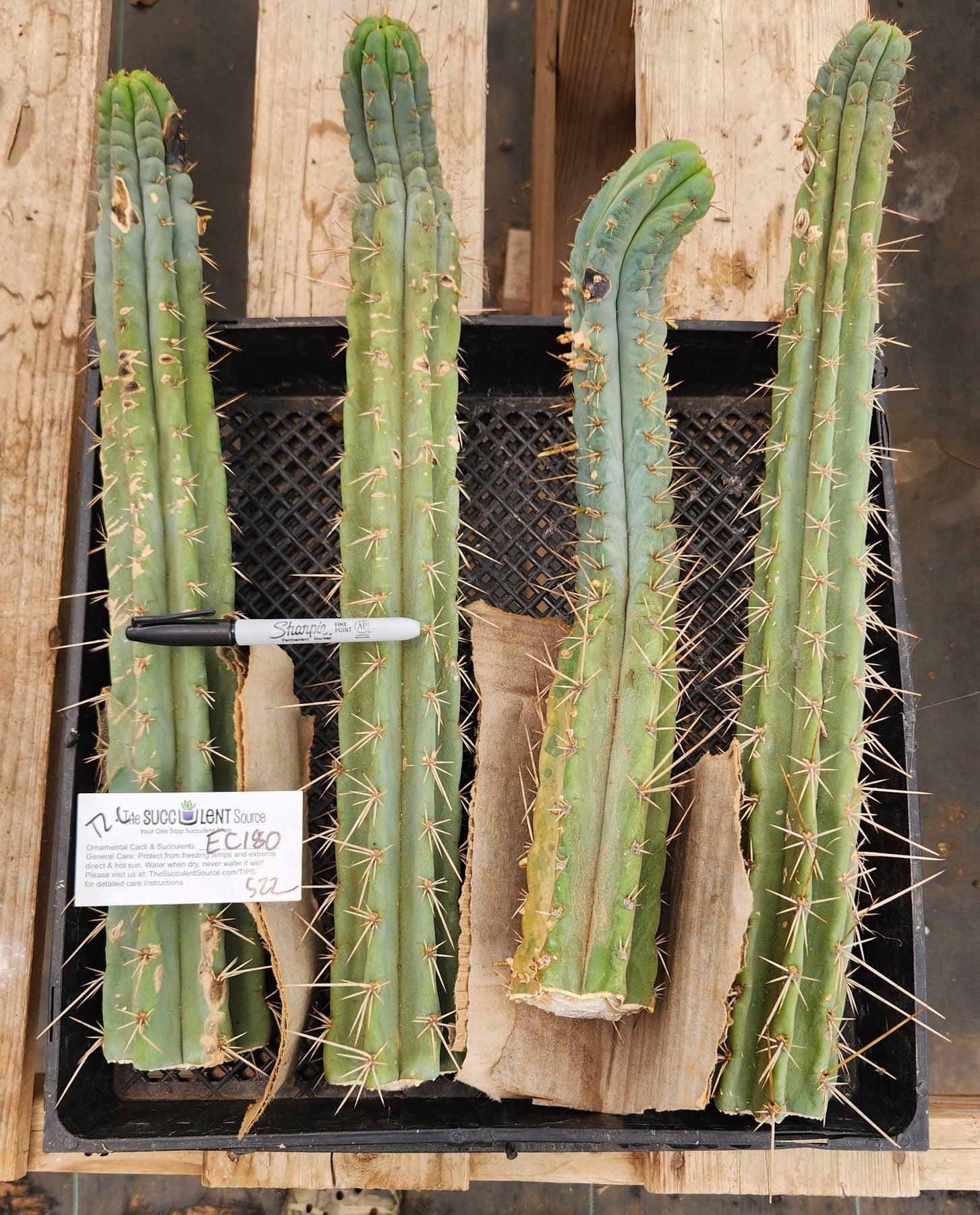 #EC180 EXACT Trichocereus Bridgesoid "SunSpine" TLC Ornamental Cactus Cutting Lot-Cactus - Large - Exact-The Succulent Source
