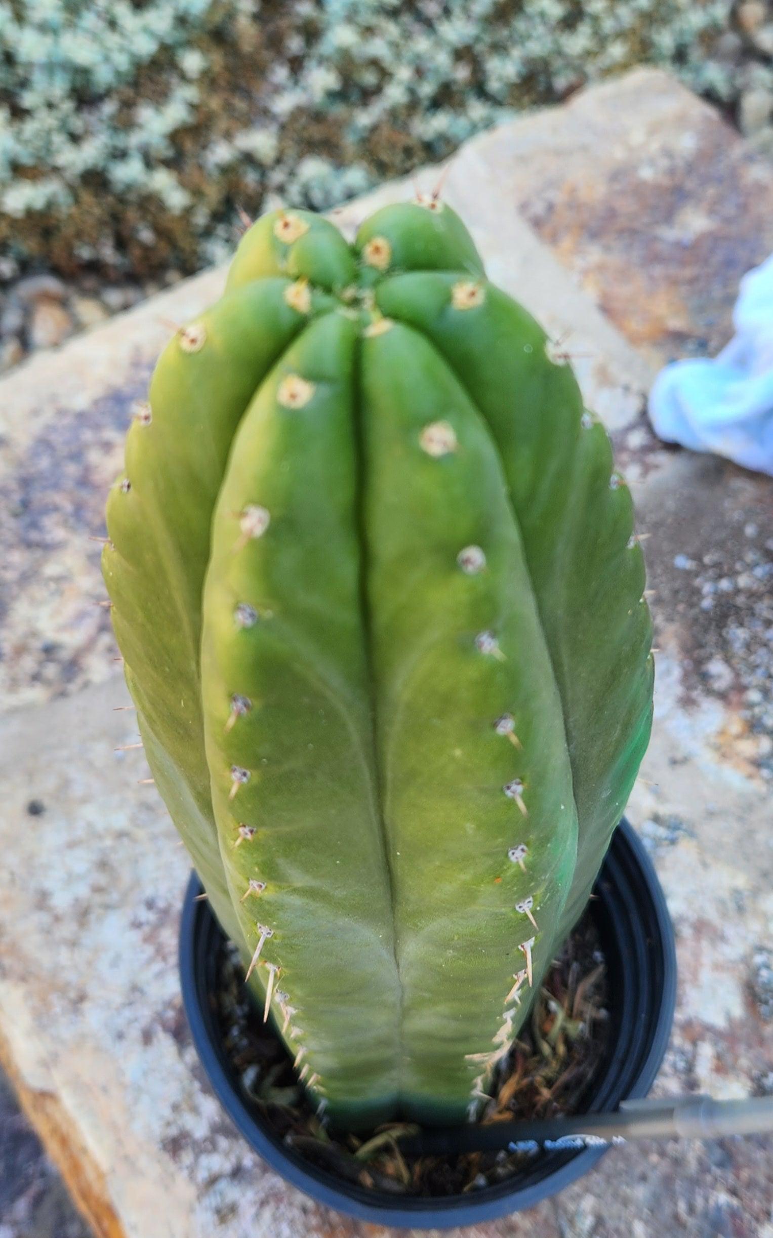 #EC181 EXACT Trichocereus Pachanoi "ECK" Ornamental Cactus 16”-Cactus - Large - Exact-The Succulent Source