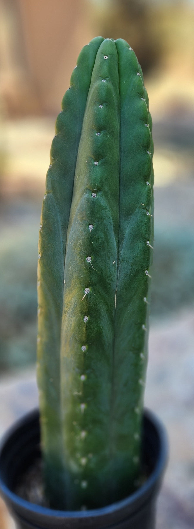 #EC181 EXACT Trichocereus Pachanoi "ECK" Ornamental Cactus 16”-Cactus - Large - Exact-The Succulent Source