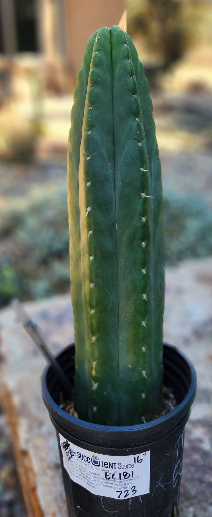 #EC181 EXACT Trichocereus Pachanoi "ECK" Ornamental Cactus 16”-Cactus - Large - Exact-The Succulent Source