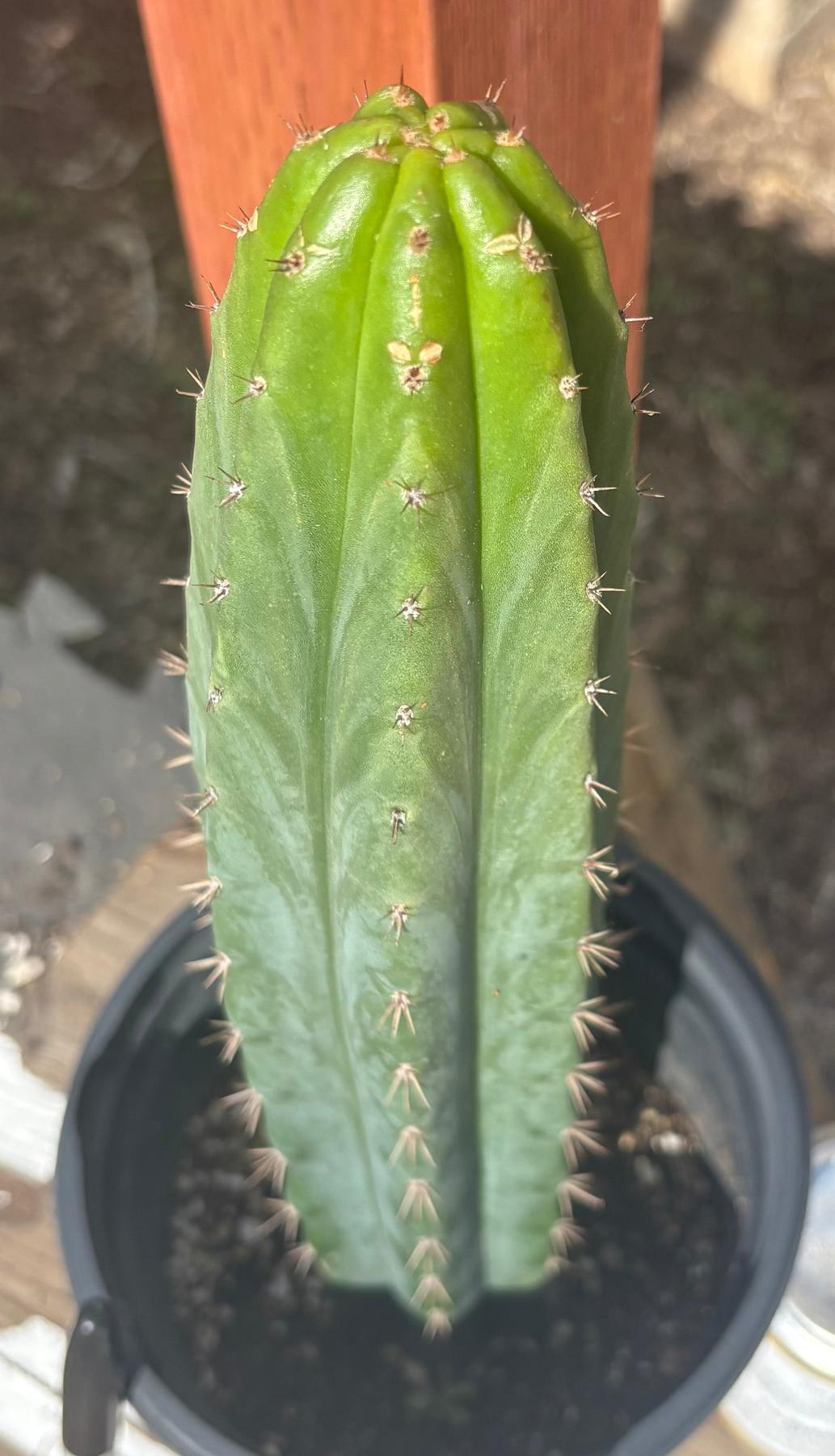 #EC181 EXACT Trichocereus Pachanoi Op New Zealand Cactus Potted 14”-Cactus - Large - Exact-The Succulent Source