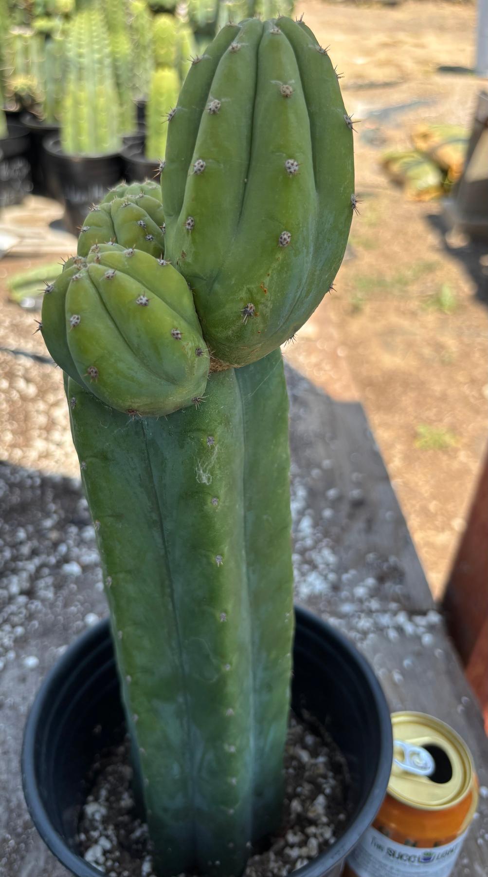 #EC181 EXACT Trichocereus Pachanoi Op New Zealand Cactus Potted 14”-Cactus - Large - Exact-The Succulent Source