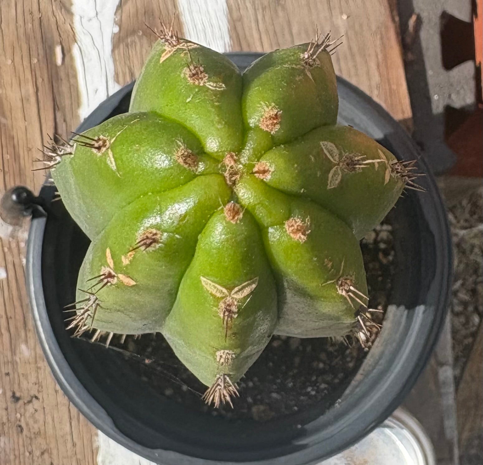 #EC181 EXACT Trichocereus Pachanoi Op New Zealand Cactus Potted 14”-Cactus - Large - Exact-The Succulent Source
