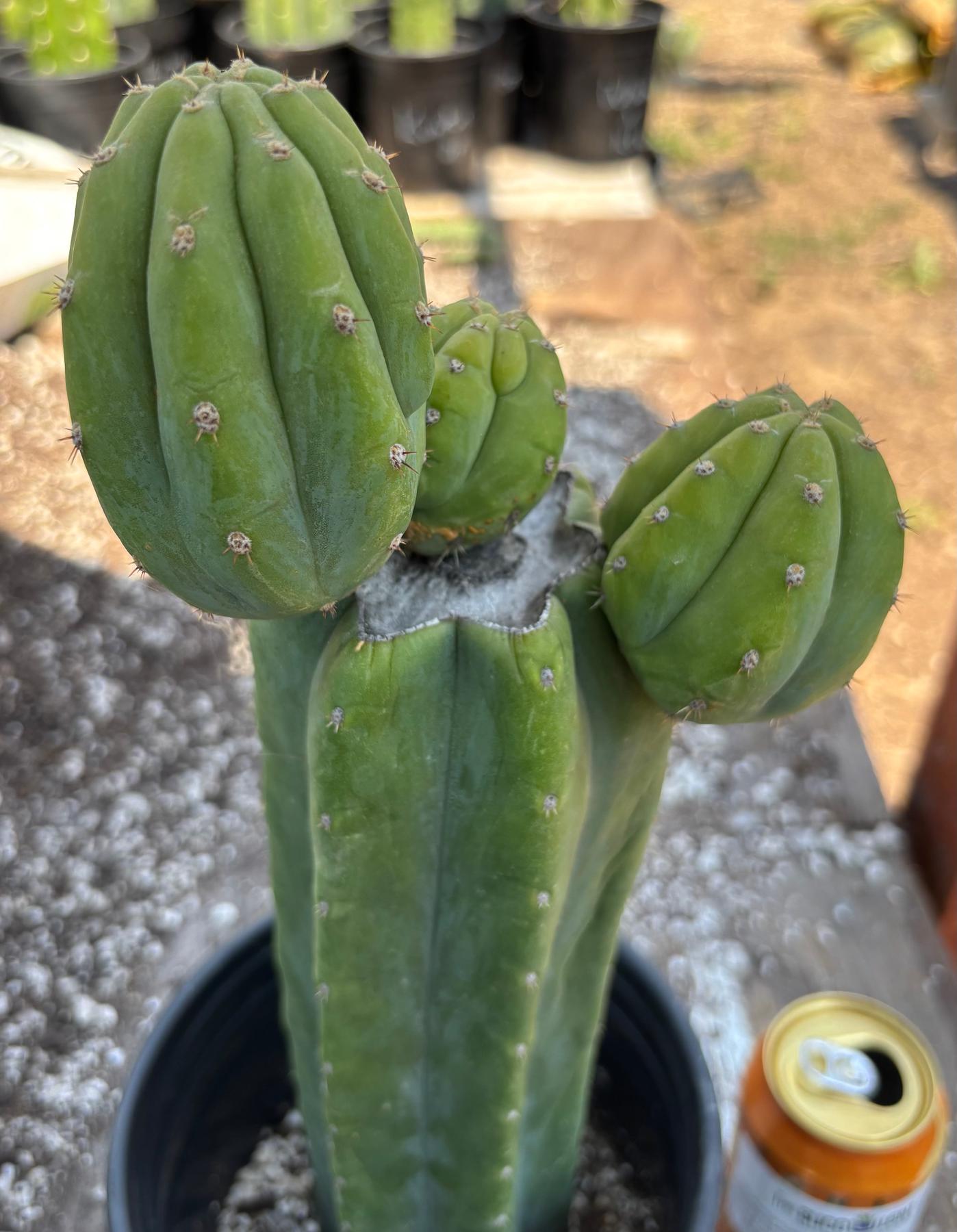 #EC181 EXACT Trichocereus Pachanoi Op New Zealand Cactus Potted 14”-Cactus - Large - Exact-The Succulent Source