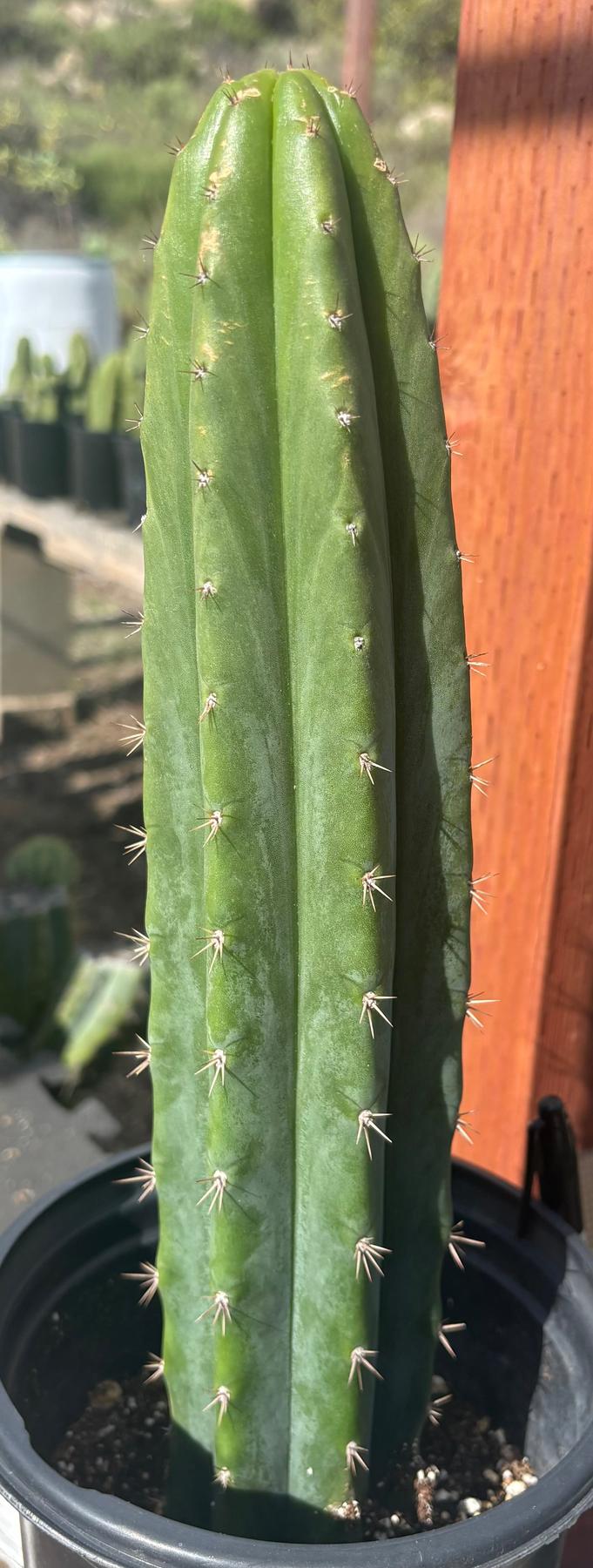 #EC181 EXACT Trichocereus Pachanoi Op New Zealand Cactus Potted 14”-Cactus - Large - Exact-The Succulent Source