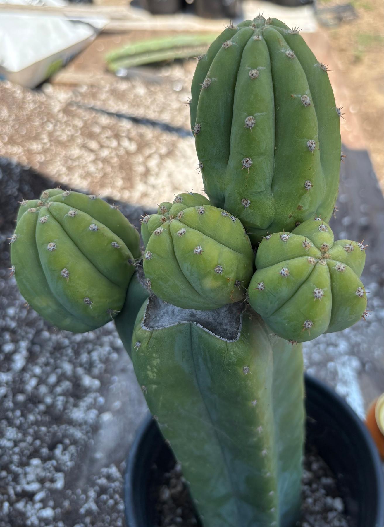 #EC181 EXACT Trichocereus Pachanoi Op New Zealand Cactus Potted 14”-Cactus - Large - Exact-The Succulent Source