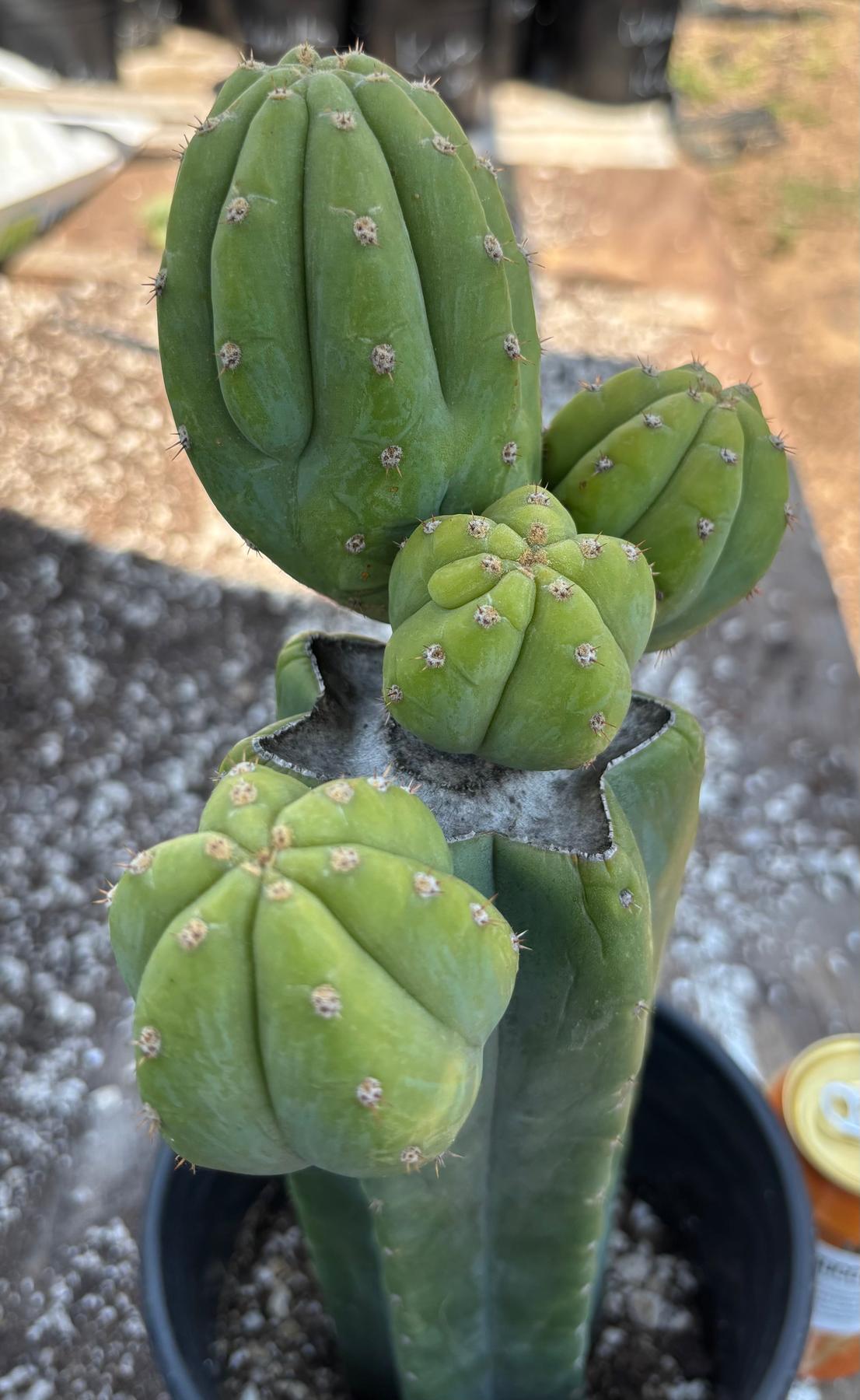 #EC181 EXACT Trichocereus Pachanoi Op New Zealand Cactus Potted 14”-Cactus - Large - Exact-The Succulent Source