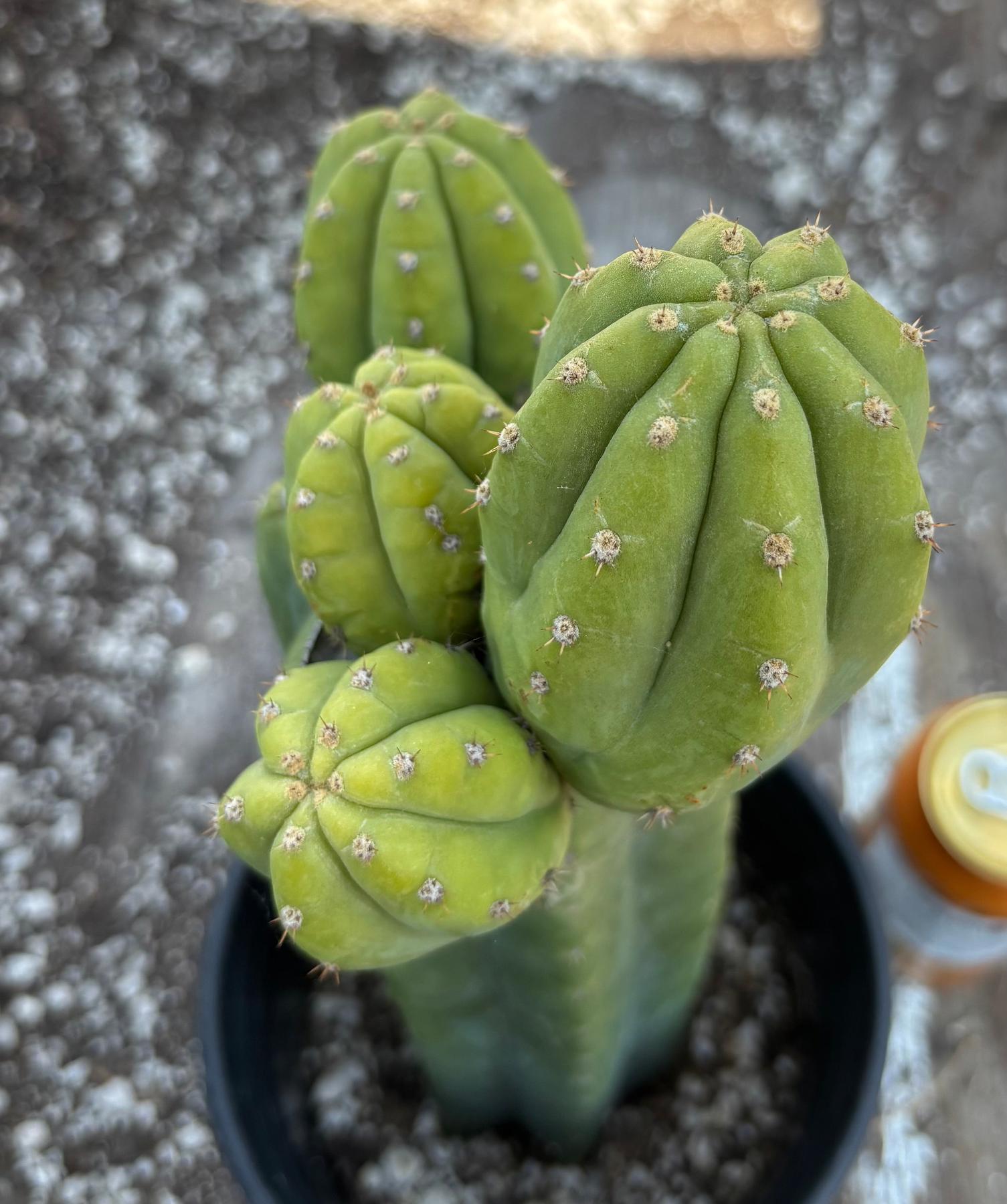 #EC181 EXACT Trichocereus Pachanoi Op New Zealand Cactus Potted 14”-Cactus - Large - Exact-The Succulent Source