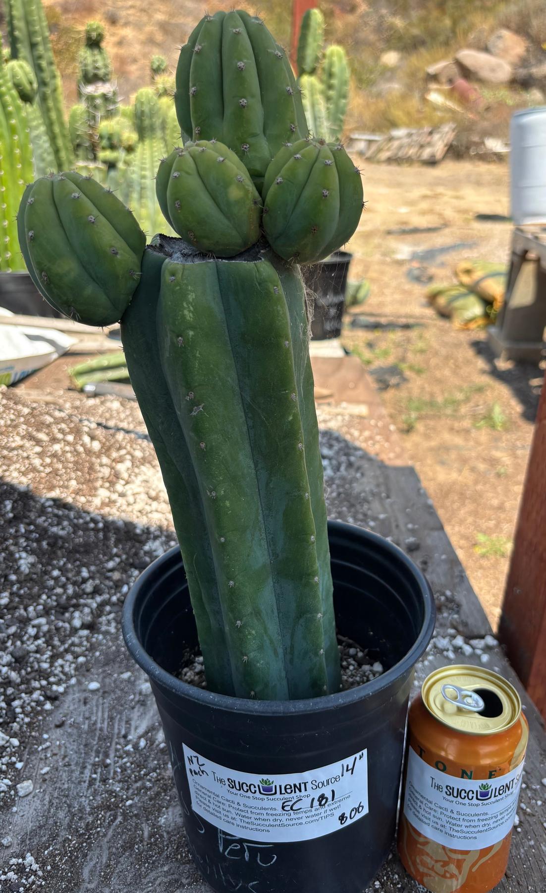 #EC181 EXACT Trichocereus Pachanoi Op New Zealand Cactus Potted 14”-Cactus - Large - Exact-The Succulent Source