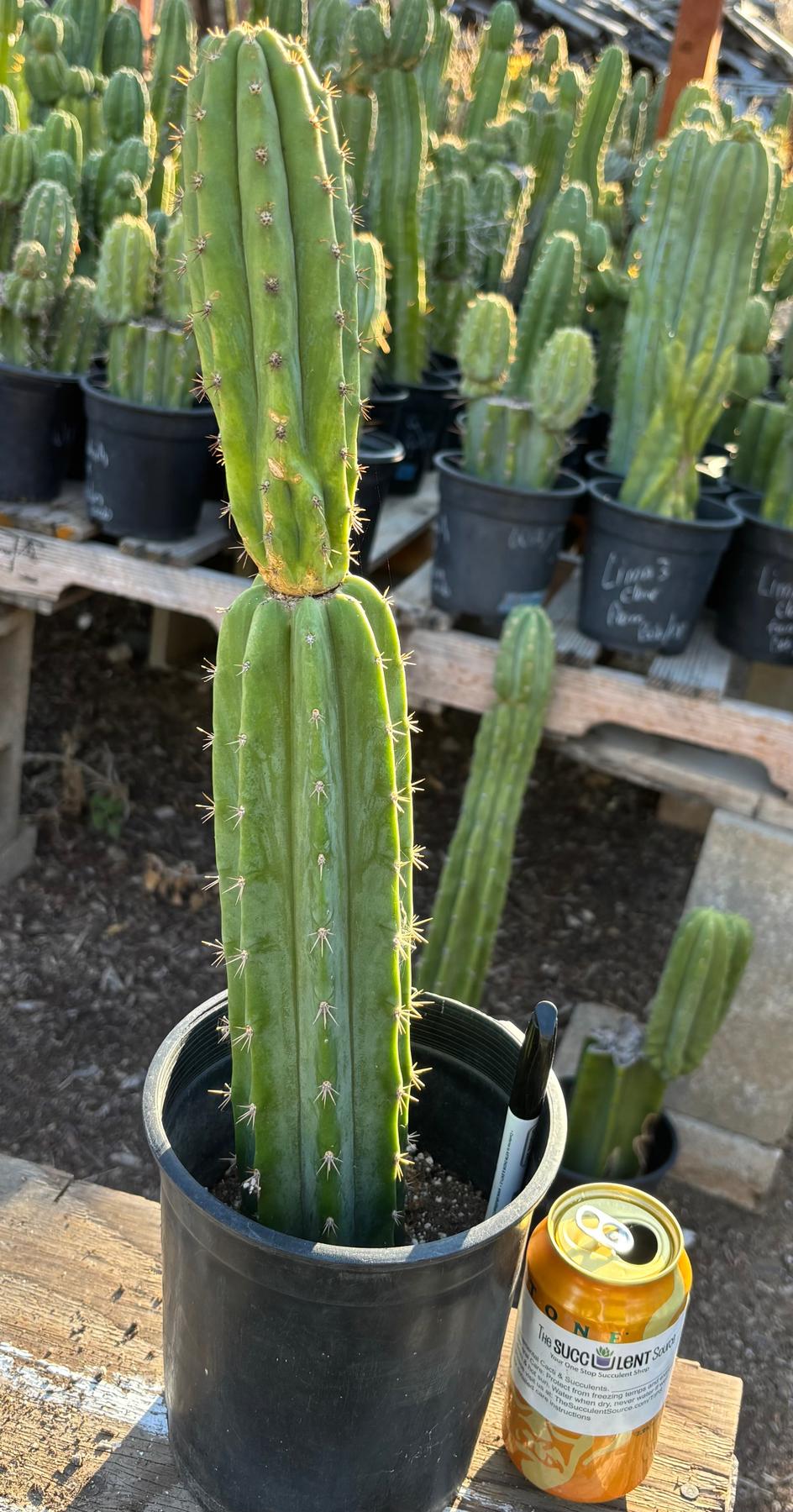 purchase san pedro cactus #EC181 EXACT Trichocereus Pachanoi Op New Zealand Cactus Potted 18”