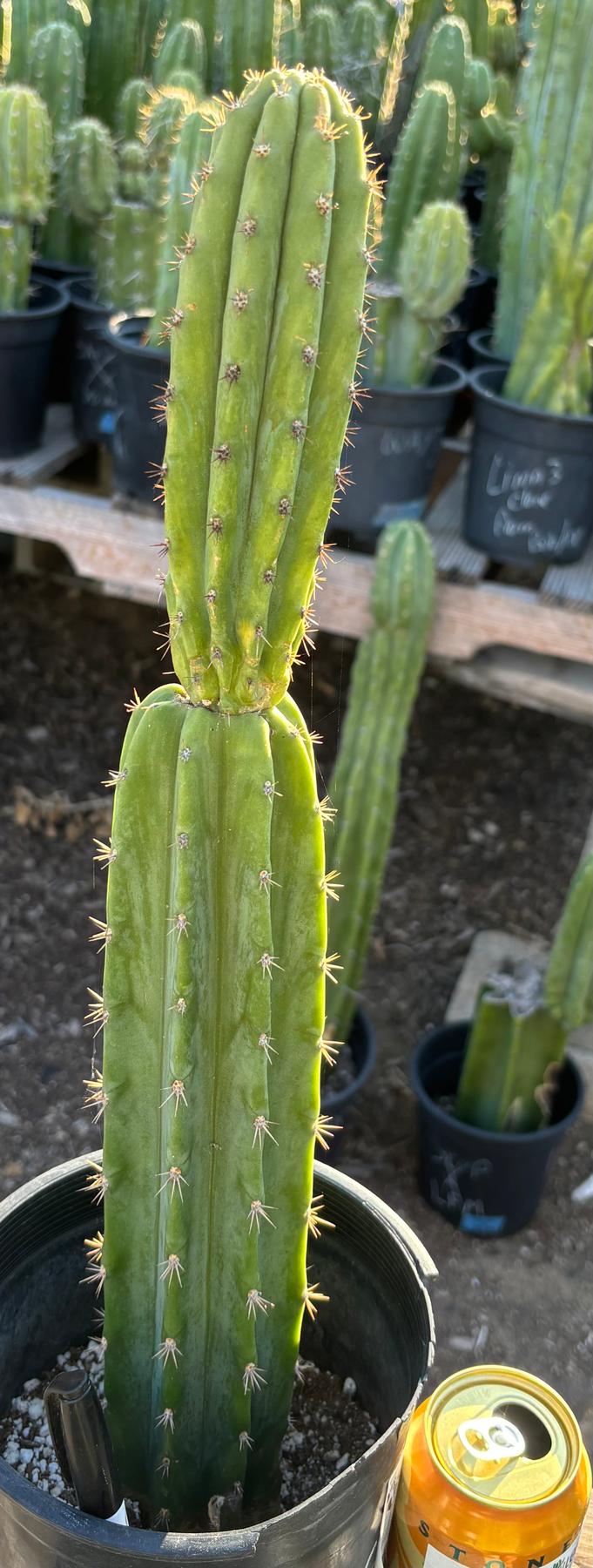 san pedro cactus price #EC181 EXACT Trichocereus Pachanoi Op New Zealand Cactus Potted 18”