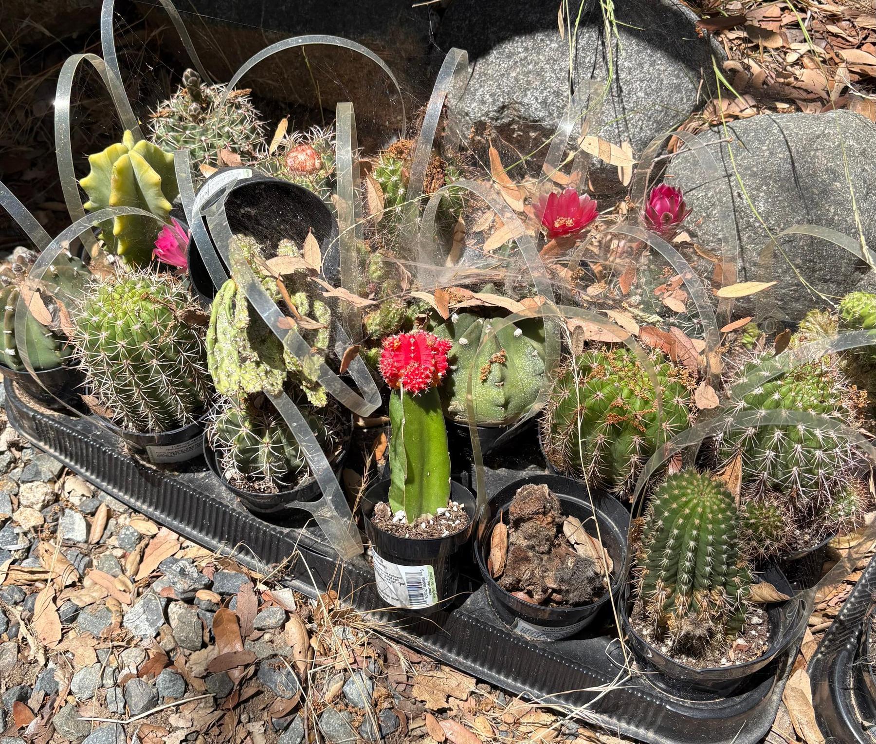 #EC182 EXACT Lot of TLC Bargain Special mixed Cactus-Cactus - Large - Exact-The Succulent Source