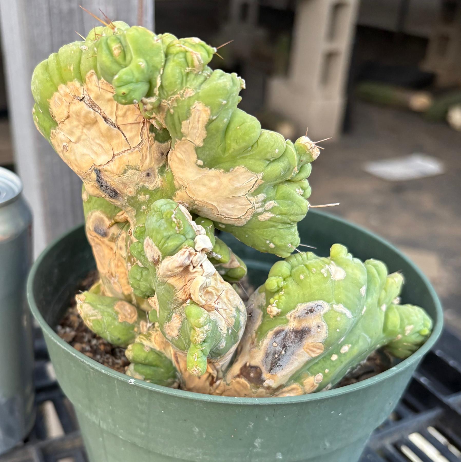 #EC182 EXACT Trichocereus Bridgesii Monstrose Crest TBMC Cactus-Cactus - Large - Exact-The Succulent Source