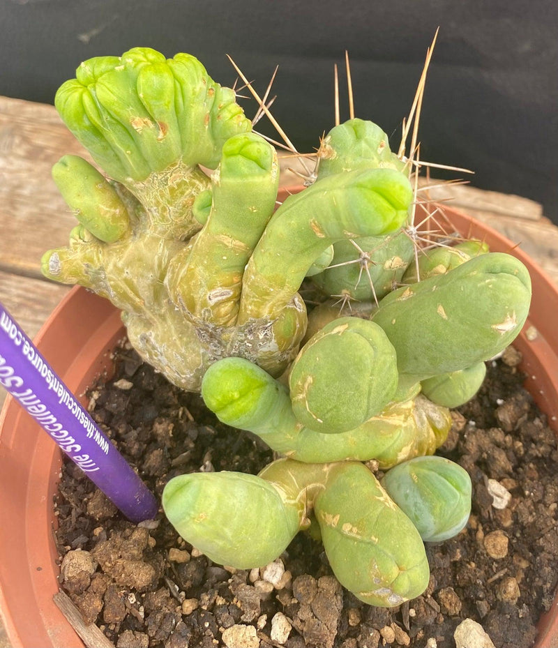 #EC182 EXACT Trichocereus Bridgesii Monstrose Crest  TBMC Cactus