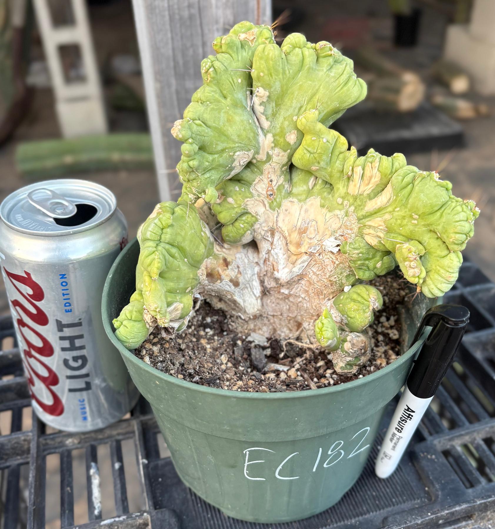 #EC182 EXACT Trichocereus Bridgesii Monstrose Crest TBMC Cactus-Cactus - Large - Exact-The Succulent Source