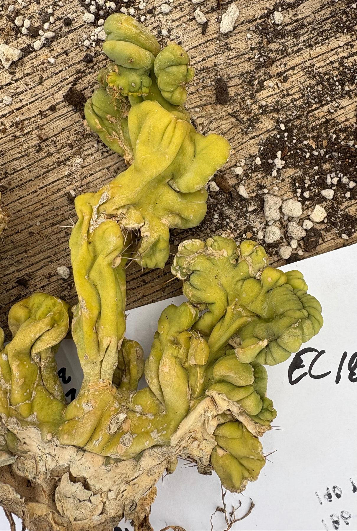 #EC182 EXACT Trichocereus Bridgesii Monstrose Crest TLC TBMC Cactus-Cactus - Large - Exact-The Succulent Source