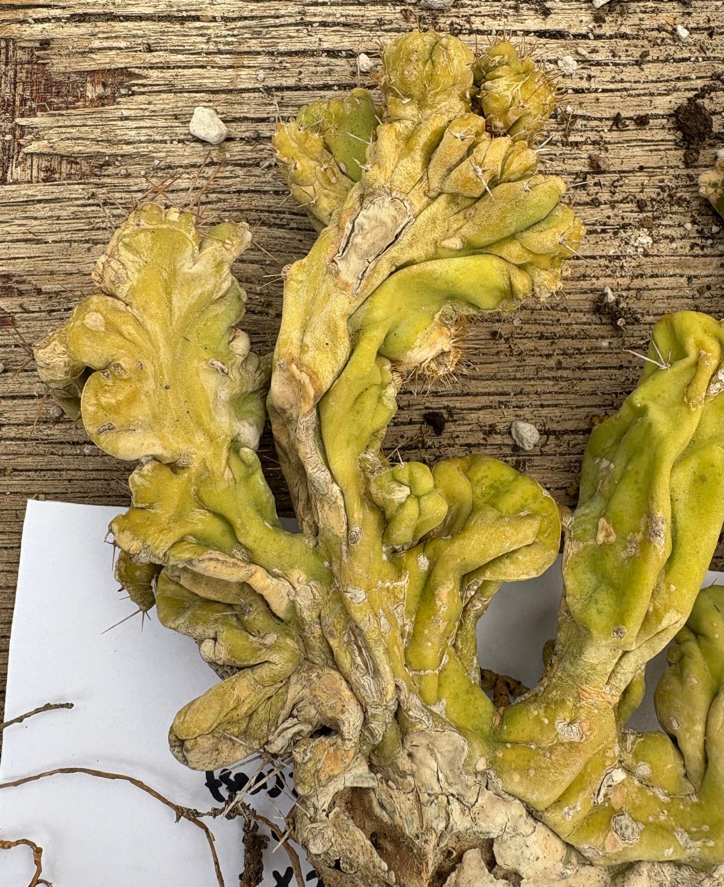 #EC182 EXACT Trichocereus Bridgesii Monstrose Crest TLC TBMC Cactus-Cactus - Large - Exact-The Succulent Source