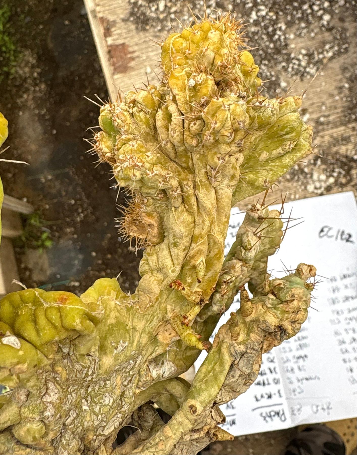 #EC182 EXACT Trichocereus Bridgesii Monstrose Crest TLC TBMC Cactus-Cactus - Large - Exact-The Succulent Source