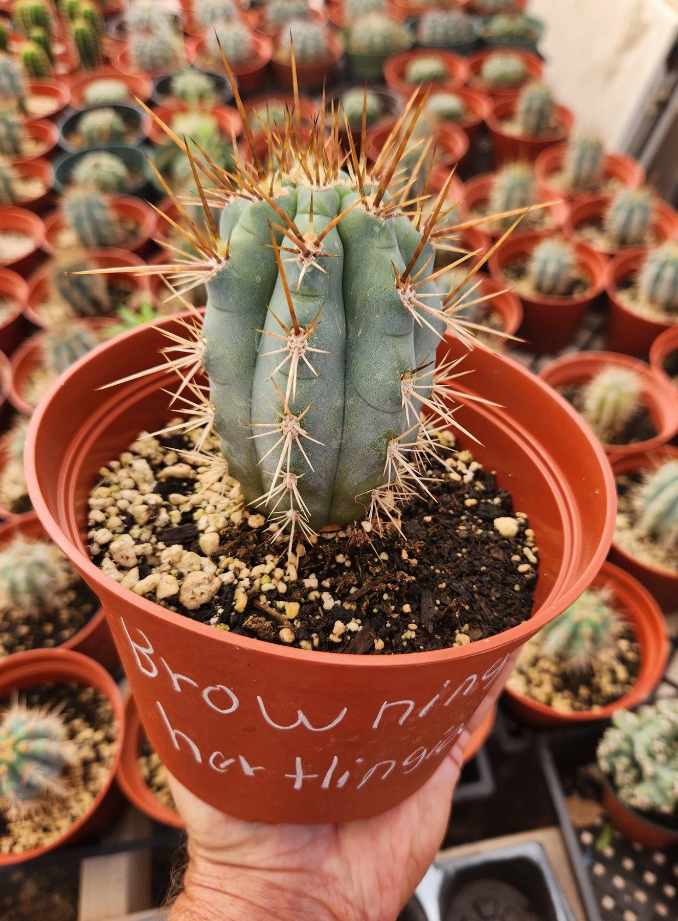 #EC183 EXACT Browningia Hertlingiana Ornamental Cactus-Cactus - Large - Exact-The Succulent Source