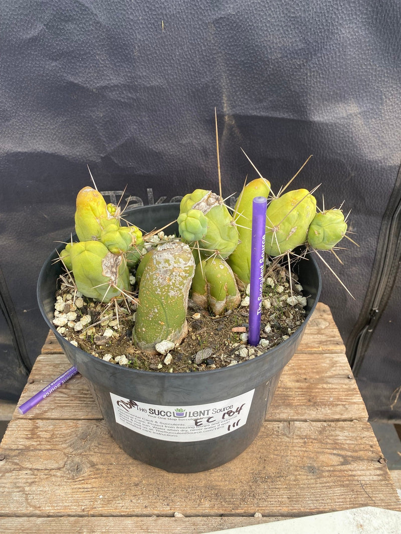 #EC184 EXACT Trichocereus Bridgesii Monstrose TBM Penis Ornamental Cactus