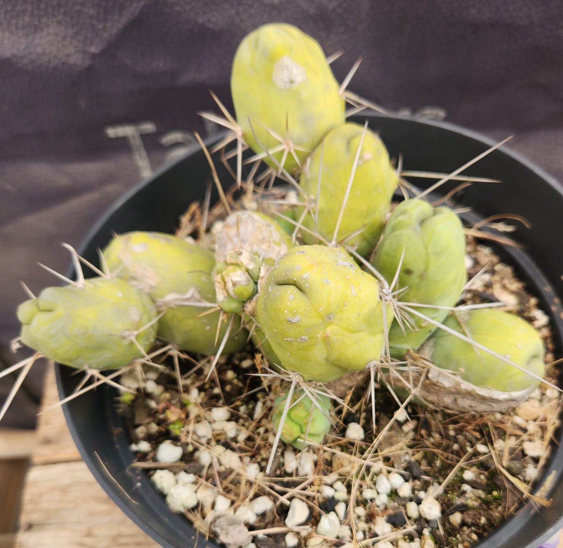 #EC184 EXACT Trichocereus Bridgesii Monstrose TBM Penis Ornamental Cactus-Cactus - Large - Exact-The Succulent Source