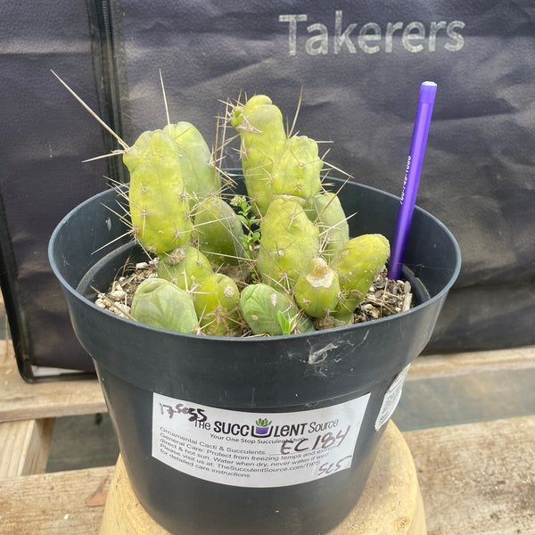 EC184-EXACT-Trichocereus-