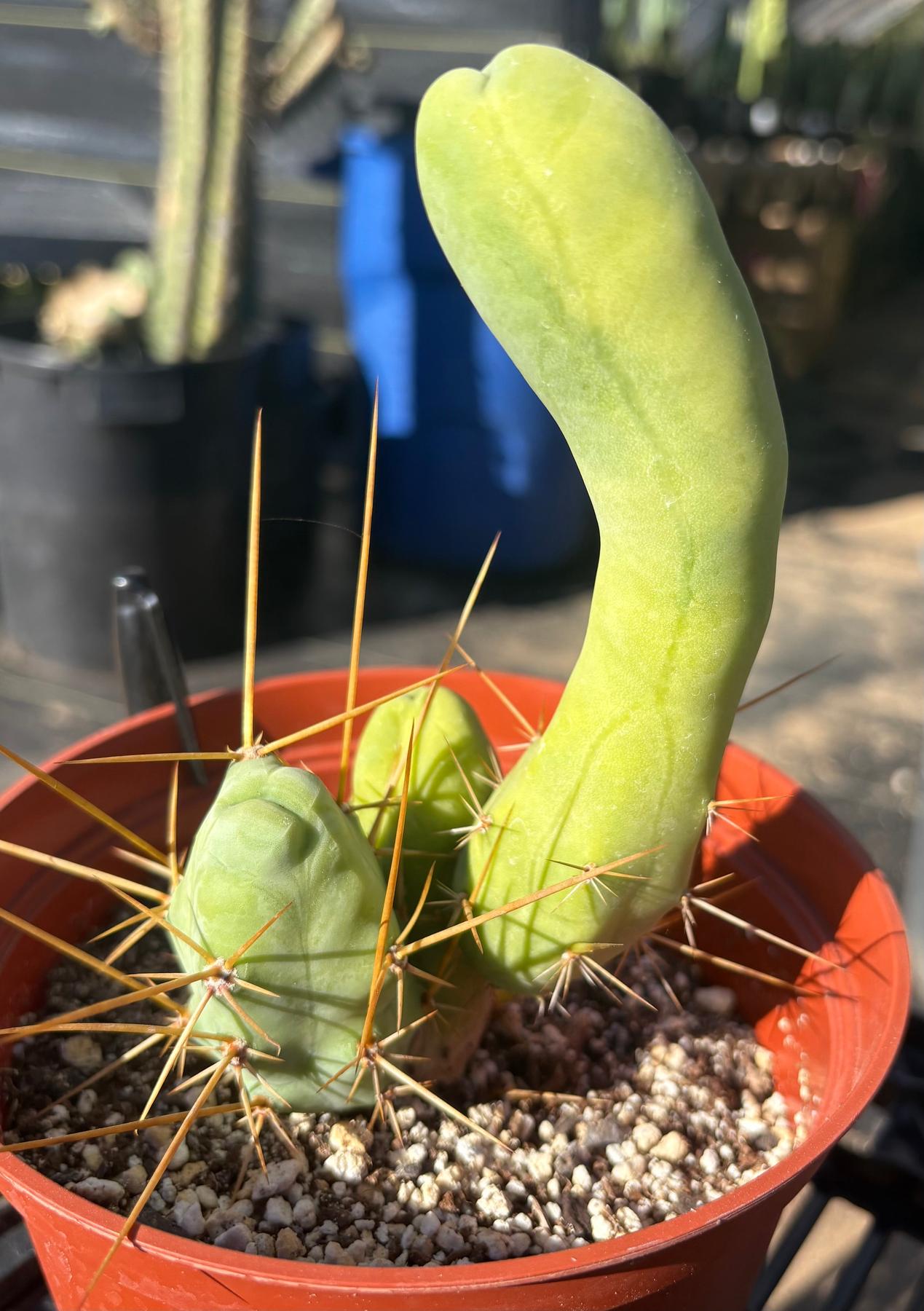 #EC184 EXACT Trichocereus Bridgesii Monstrose Variegated TBM Penis Ornamental Cactus-Cactus - Large - Exact-The Succulent Source