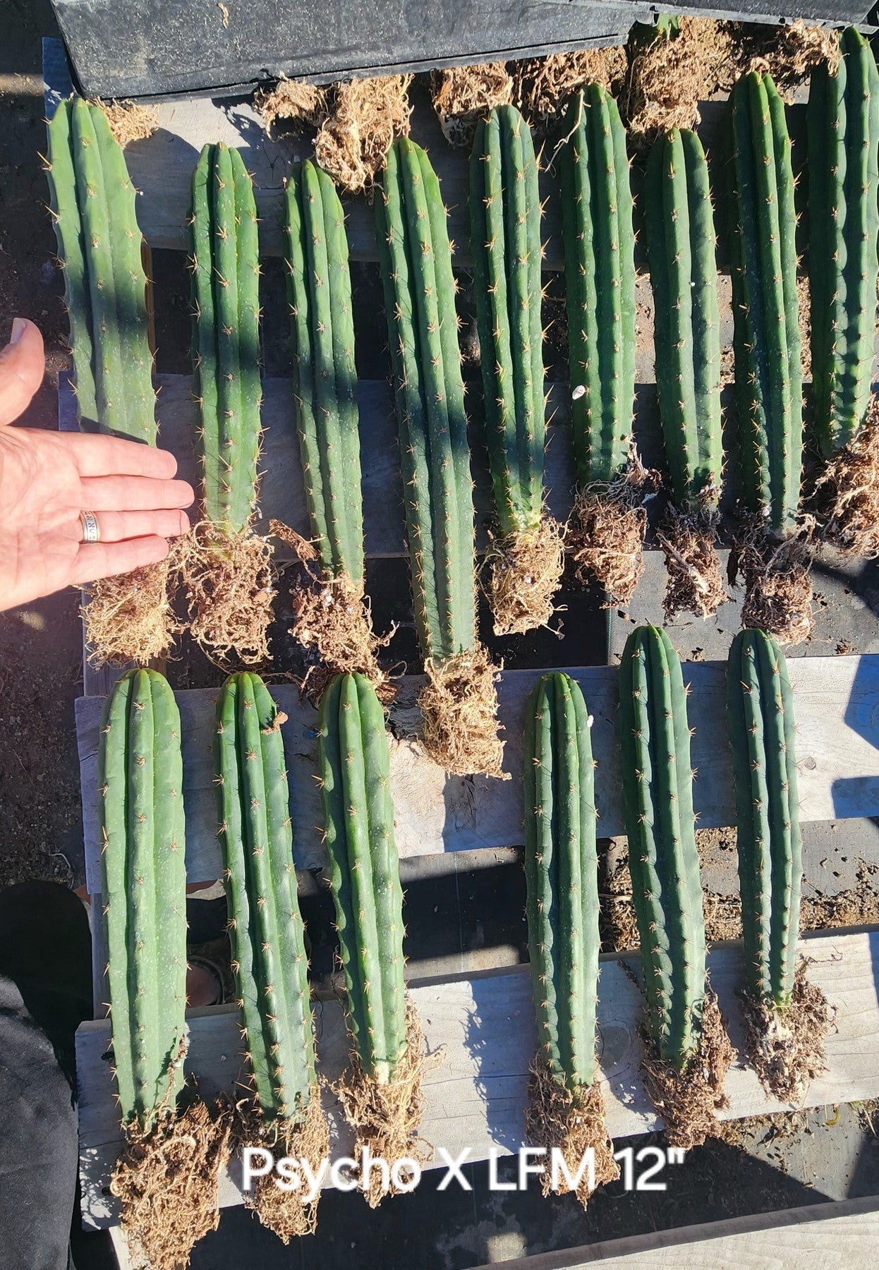 #EC185 EXACT Trichocereus BARGAIN SPECIAL Cactus Bare Root or potted Specimens-Cactus - Large - Exact-The Succulent Source