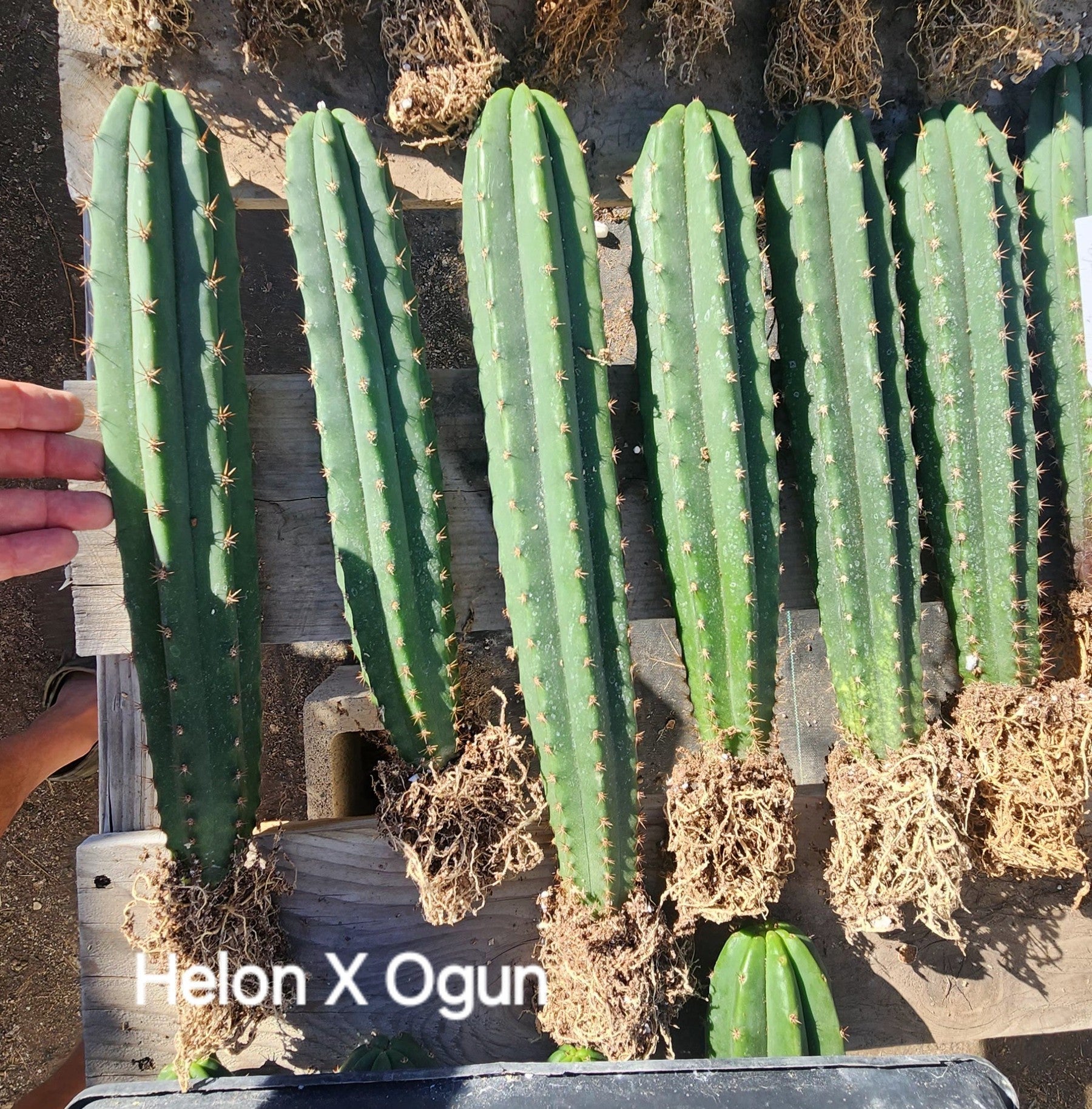 #EC185 EXACT Trichocereus BARGAIN SPECIAL Cactus Bare Root or potted Specimens-Cactus - Large - Exact-The Succulent Source