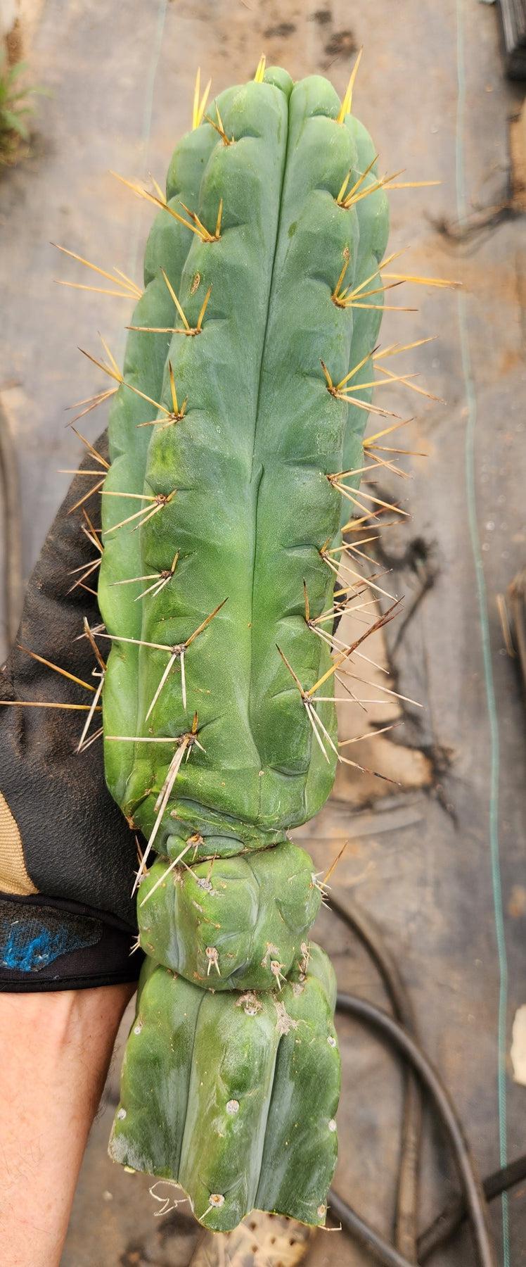 #EC185 EXACT Trichocereus BARGAIN SPECIAL Cactus Cuttings