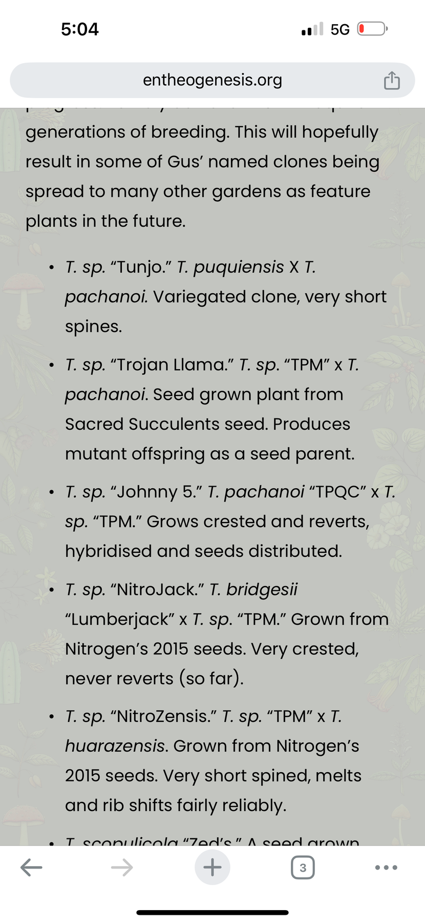 #EC185 EXACT Trichocereus Hybrid BARGAIN SPECIAL Cactus Bare Root & potted Specimensd-Cactus - Large - Exact-The Succulent Source