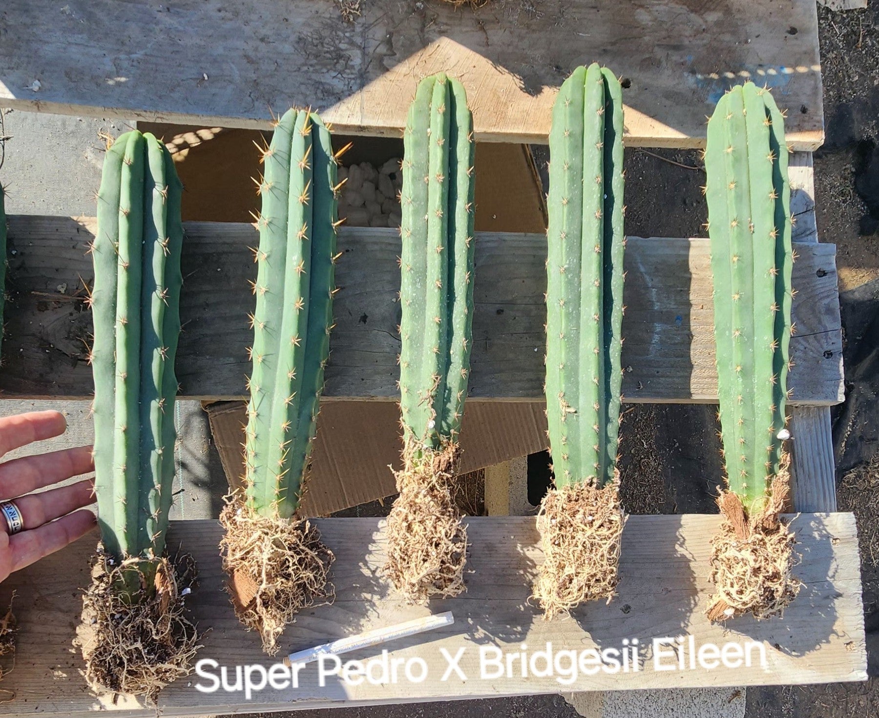 #EC185 EXACT Trichocereus BARGAIN SPECIAL Cactus Bare Root or potted Specimens-Cactus - Large - Exact-The Succulent Source