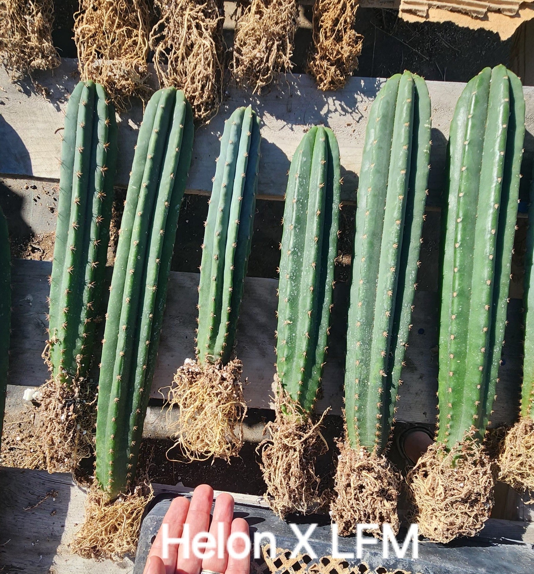 #EC185 EXACT Trichocereus BARGAIN SPECIAL Cactus Bare Root or potted Specimens-Cactus - Large - Exact-The Succulent Source