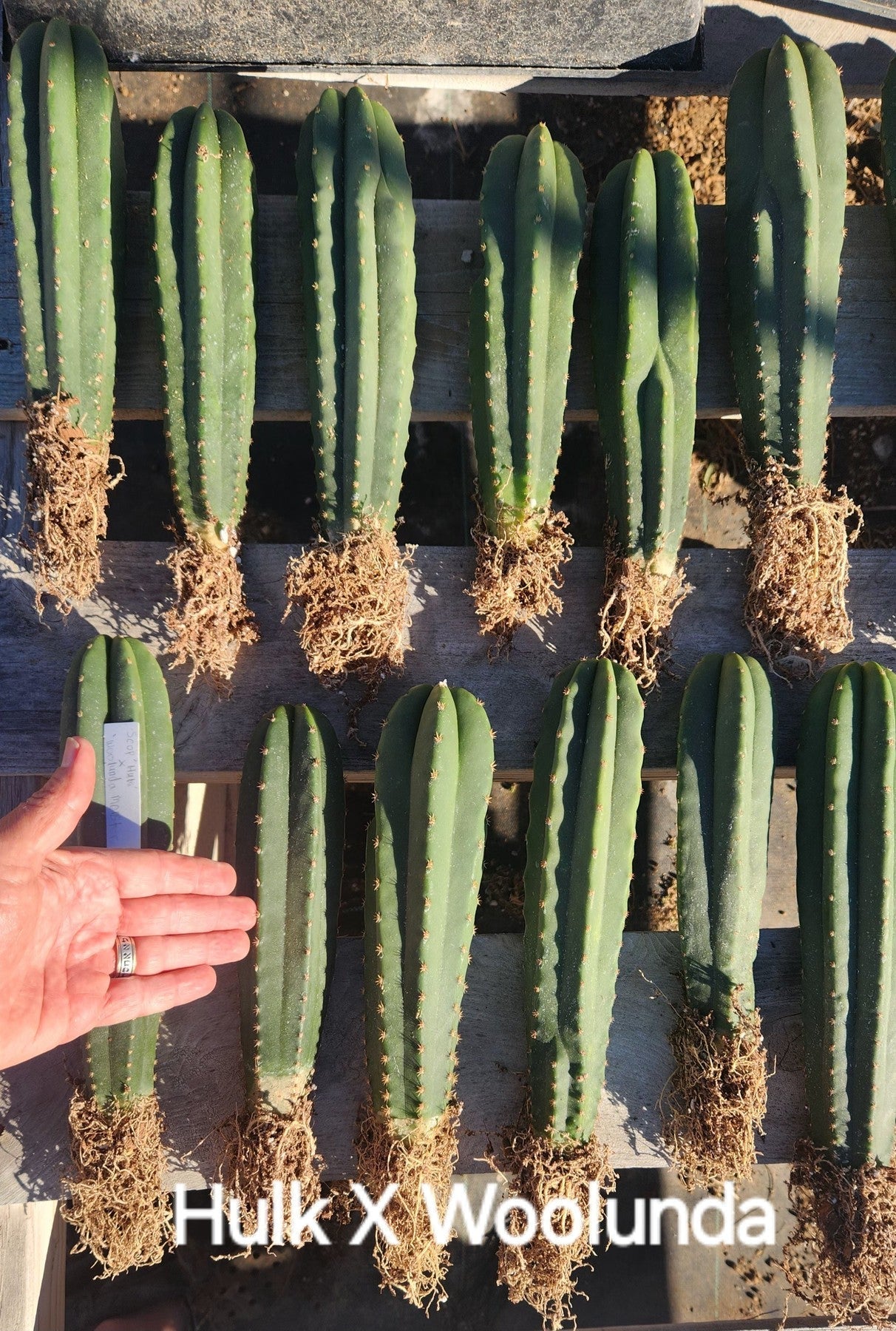 #EC185 EXACT Trichocereus BARGAIN SPECIAL Cactus Bare Root or potted Specimens-Cactus - Large - Exact-The Succulent Source