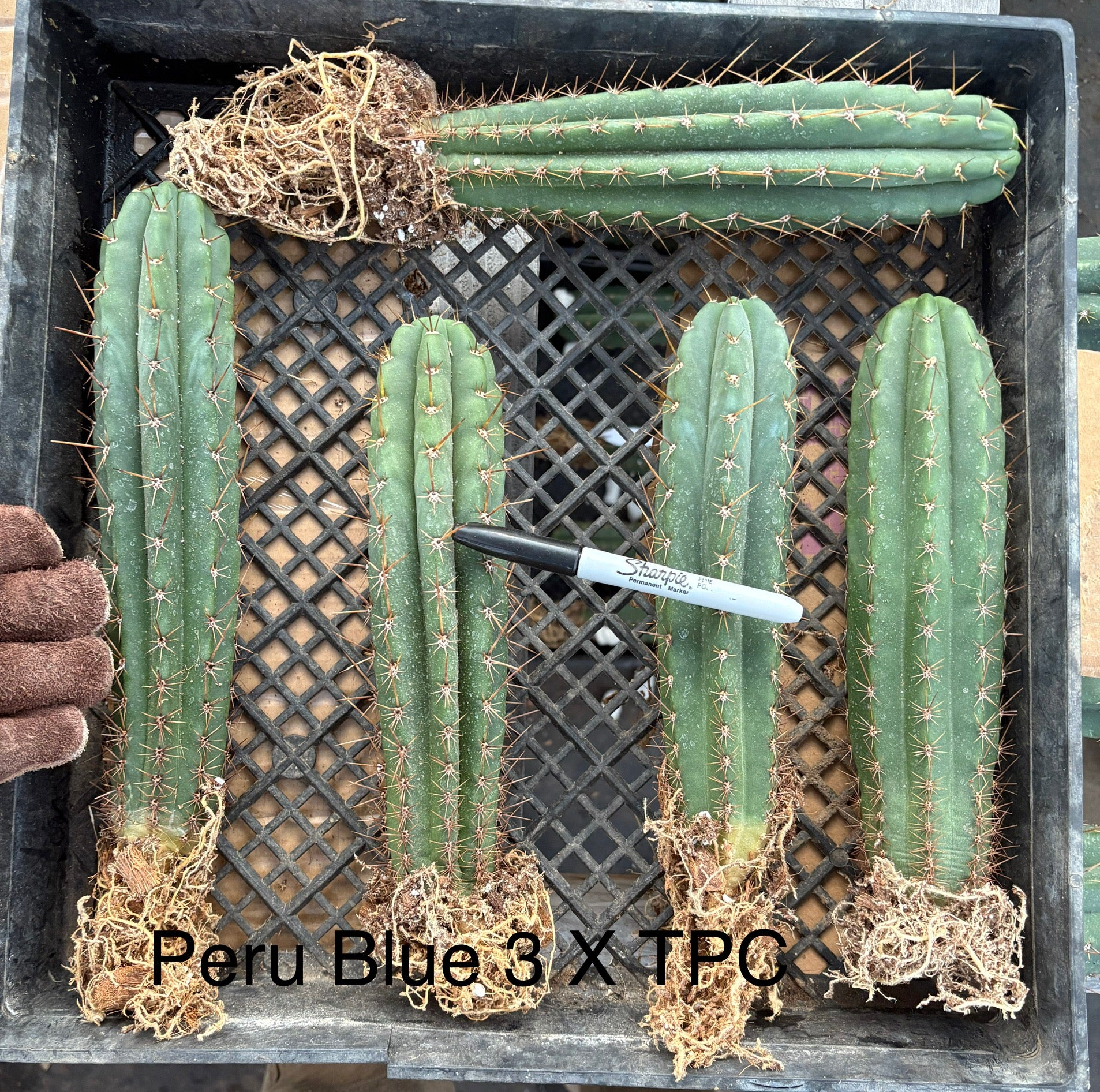 #EC185 Trichocereus Hybrid BARGAIN SPECIAL Cactus Bare Root Specimens-Cactus - Large - Exact-The Succulent Source