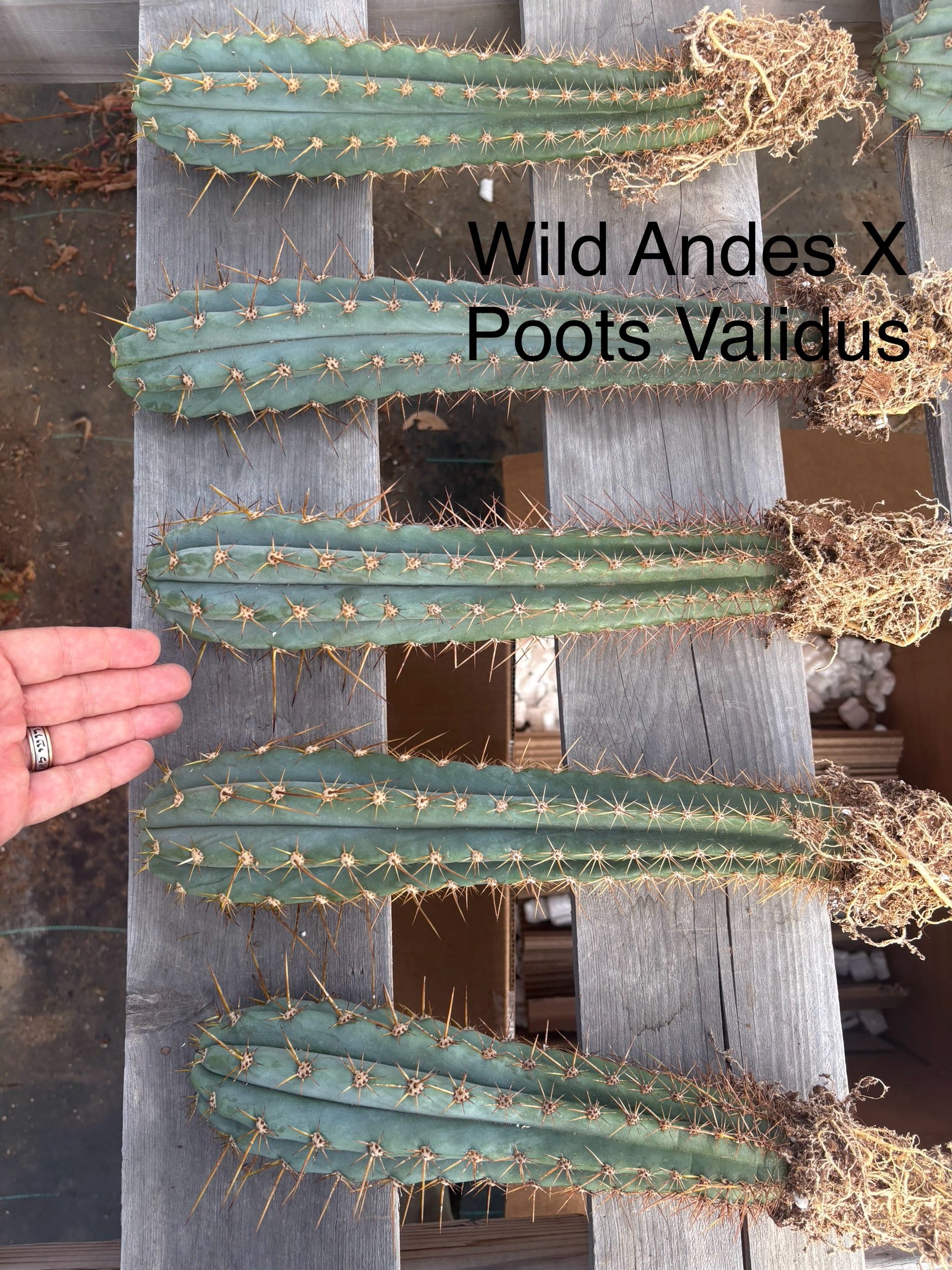 #EC185 Trichocereus Hybrid BARGAIN SPECIAL (1 unit) Cactus Bare Root Specimens-Cactus - Large - Exact-The Succulent Source