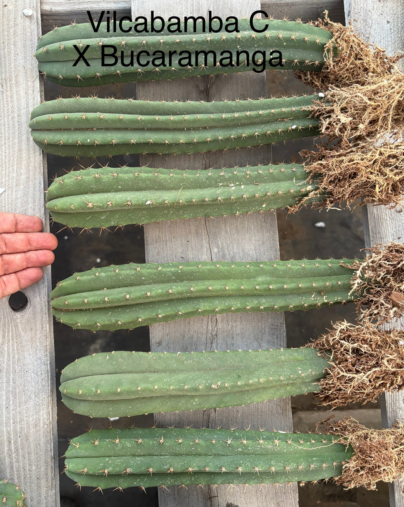 #EC185 Trichocereus Hybrid BARGAIN SPECIAL (1 unit) Cactus Bare Root Specimens-Cactus - Large - Exact-The Succulent Source