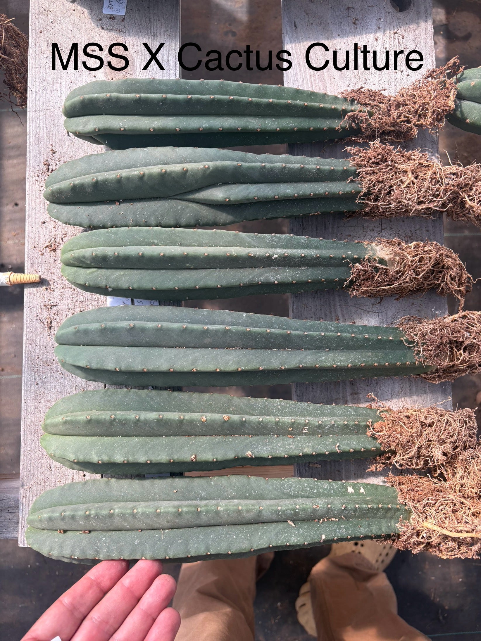 #EC185 Trichocereus Hybrid BARGAIN SPECIAL (1 unit) Cactus Bare Root Specimens-Cactus - Large - Exact-The Succulent Source