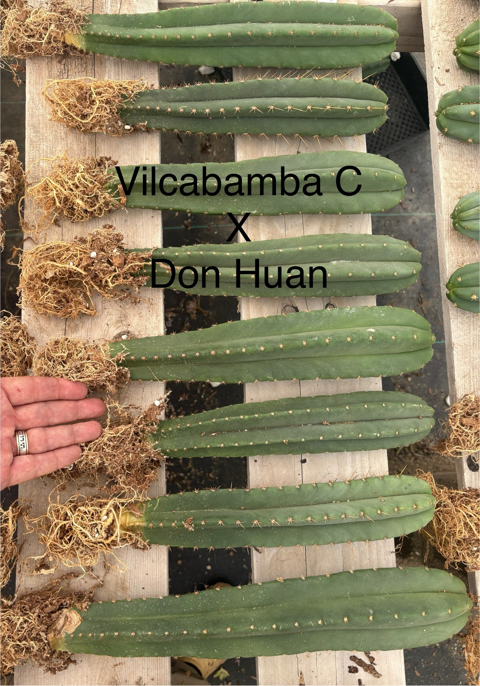 #EC185 Trichocereus Hybrid BARGAIN SPECIAL (1 unit) Cactus Bare Root Specimens-Cactus - Large - Exact-The Succulent Source