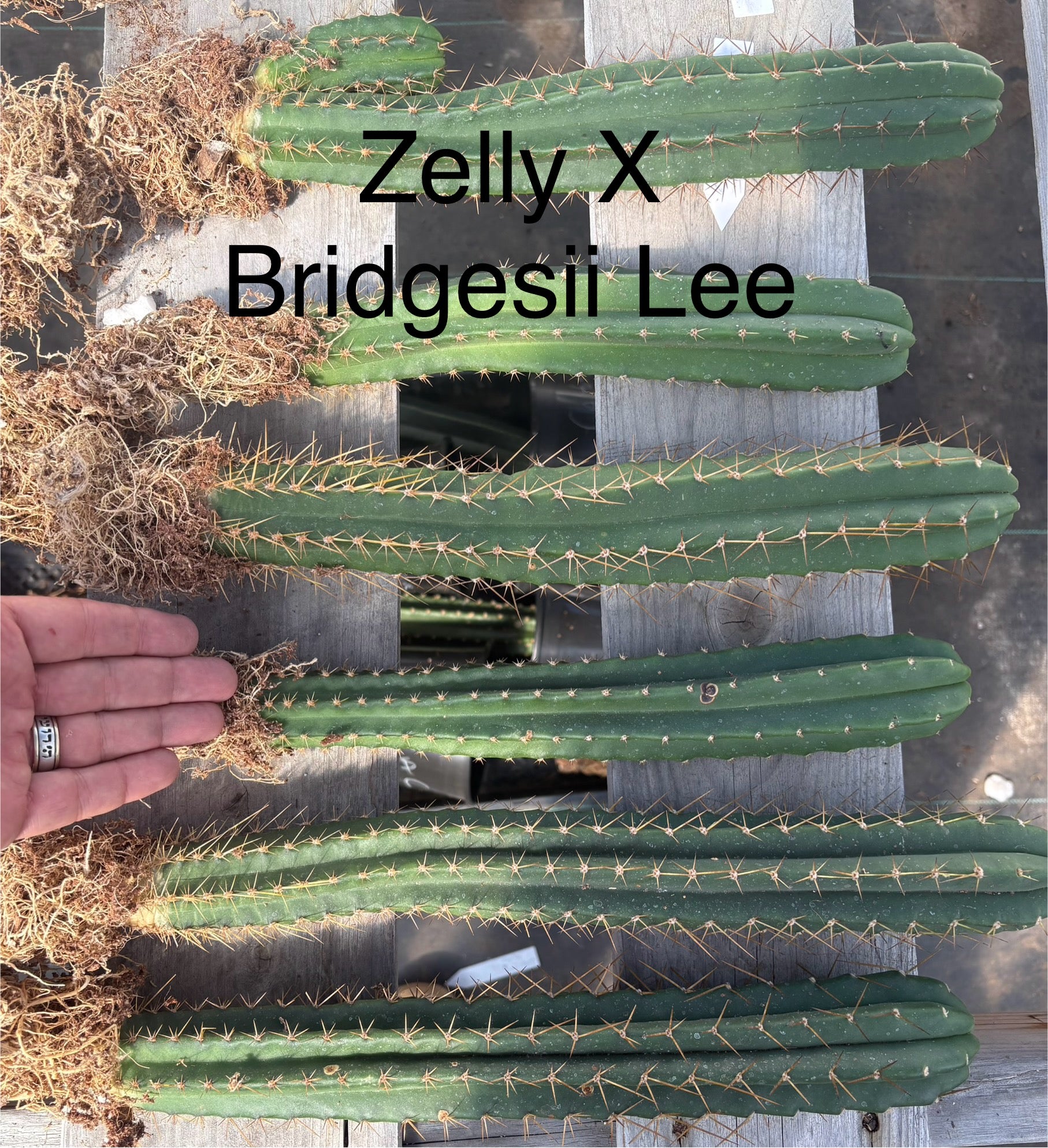 #EC185 Trichocereus Hybrid BARGAIN SPECIAL (1 unit) Cactus Bare Root Specimens-Cactus - Large - Exact-The Succulent Source