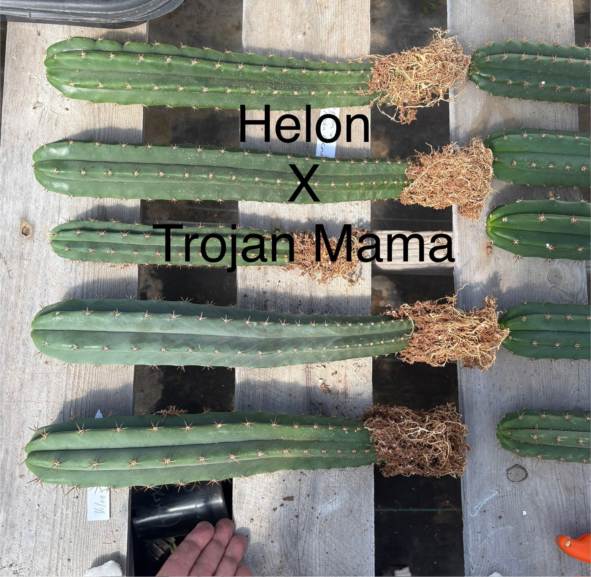 #EC185 Trichocereus Hybrid BARGAIN SPECIAL (1 unit) Cactus Bare Root Specimens-Cactus - Large - Exact-The Succulent Source