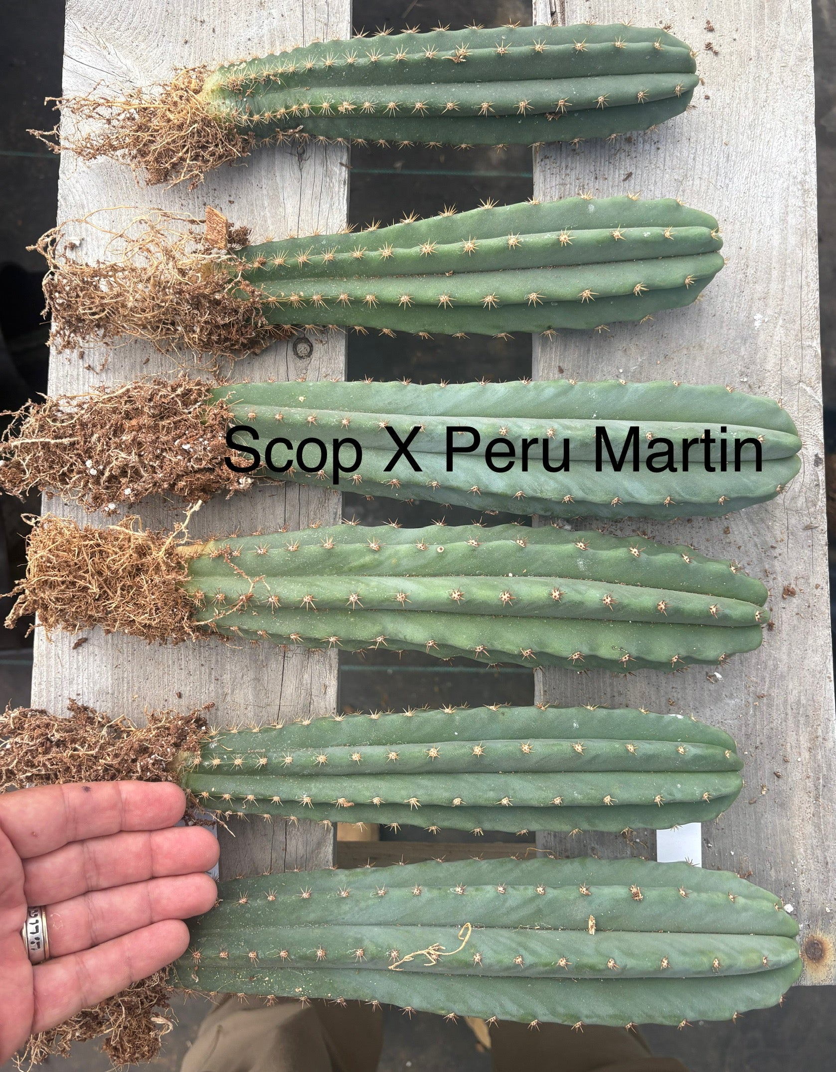 #EC185 Trichocereus Hybrid BARGAIN SPECIAL (1 unit) Cactus Bare Root Specimens-Cactus - Large - Exact-The Succulent Source