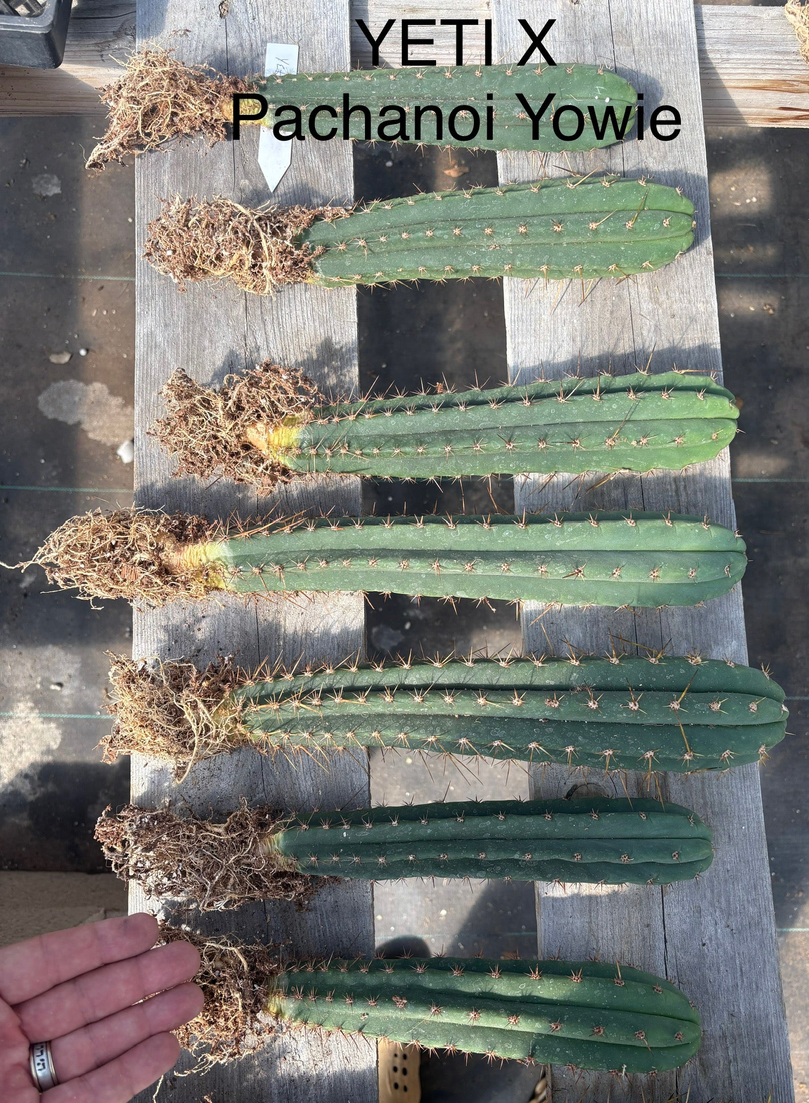 #EC185 Trichocereus Hybrid BARGAIN SPECIAL (1 unit) Cactus Bare Root Specimens-Cactus - Large - Exact-The Succulent Source